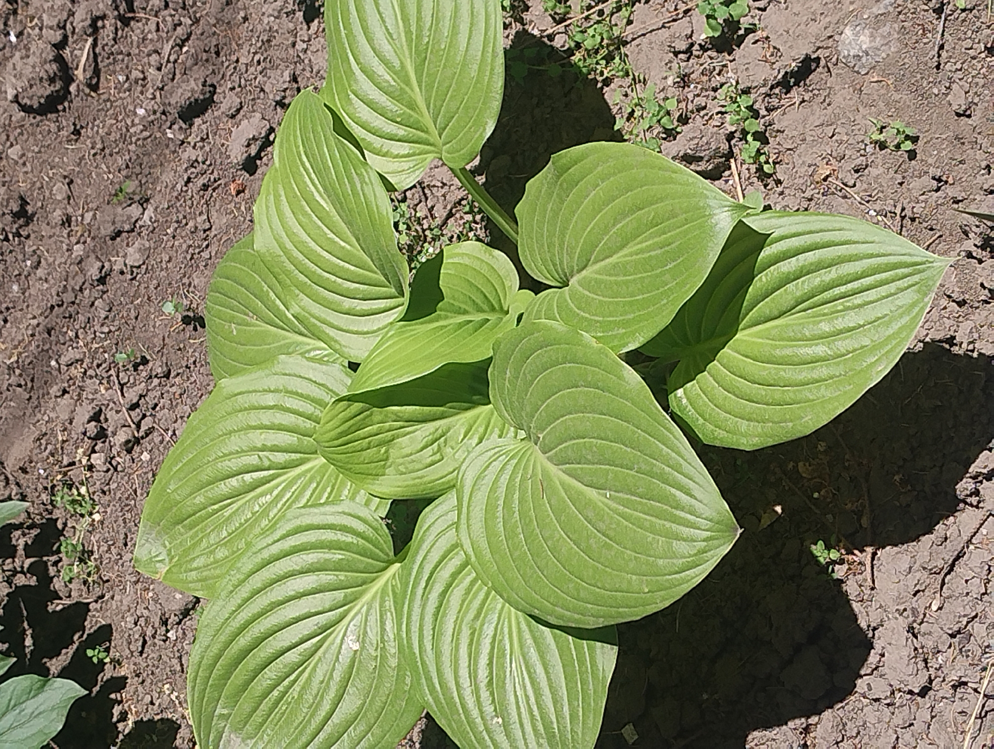 An overhead shot captures a cluster of bright green hosta leaves with prominent parallel veins. The leaves are a vibrant, healthy green, some with slight imperfections such as small white spots or creases. The hosta plant is situated in dark, dry soil, which is sparsely populated with small, sparse green weeds. The ground appears uneven, with some larger clods of soil. Sunlight casts shadows across the scene, highlighting the texture of the leaves and the soil. The background is a continuation of the soil and a darker, out-of-focus area that may be more foliage or shadow. The image composition is centered on the hosta plant, with the soil serving as the immediate environment. No people or animals are visible.
