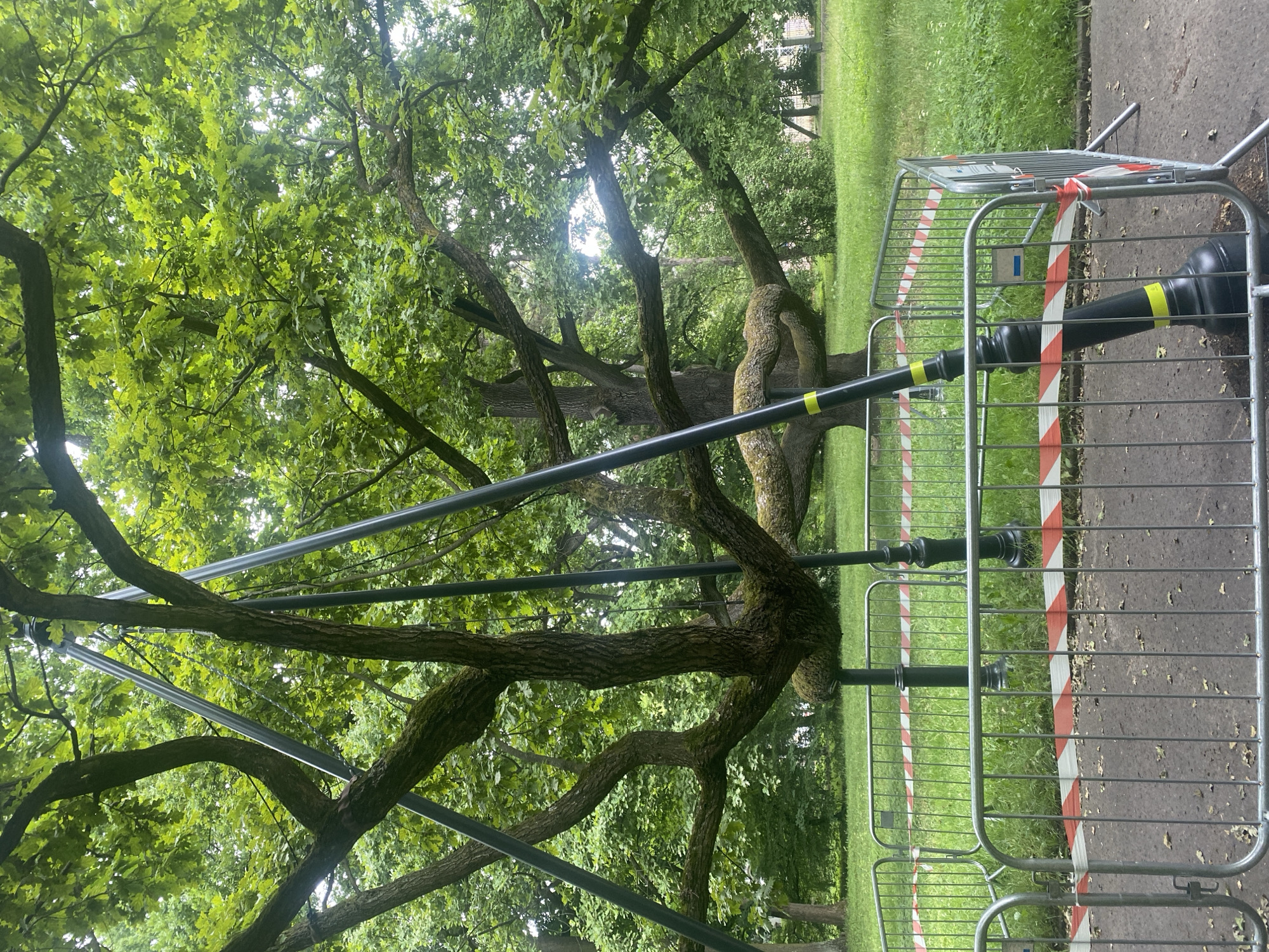 The image shows a large, ancient oak tree with its branches supported by a system of metal poles and cables. The tree is enclosed by a temporary metal barrier with red and white caution tape. The scene is set in a park with green grass and other trees in the background. The location is identified as the Oak of John Paul II (Dąb Jana Pawła II) in Łódź, Poland. There are no people visible in the image. The environment appears to be outdoors in a park setting.