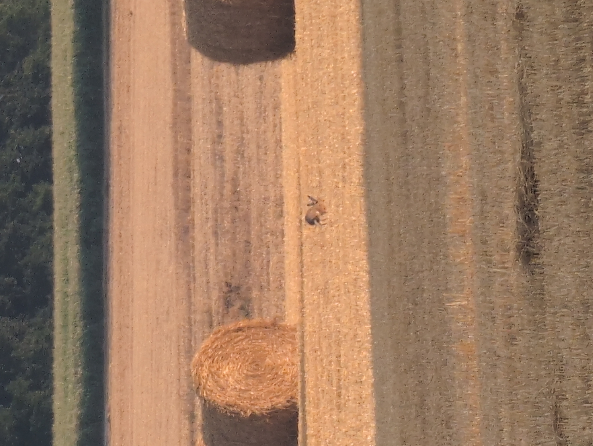 The image shows a rural landscape, possibly a harvested field, in the vicinity of Alvimare, France. In the middle ground, two large, round hay bales are visible, one on the left and another on the right, partially cropped from the frame. Between the hay bales, a small, brown animal, possibly a deer or a rabbit, is standing in the field. The background consists of a strip of green vegetation, likely trees, and a darker line of foliage above that. The foreground is a field of stubble, with some shadows visible. The overall lighting suggests it is either early morning or late afternoon.