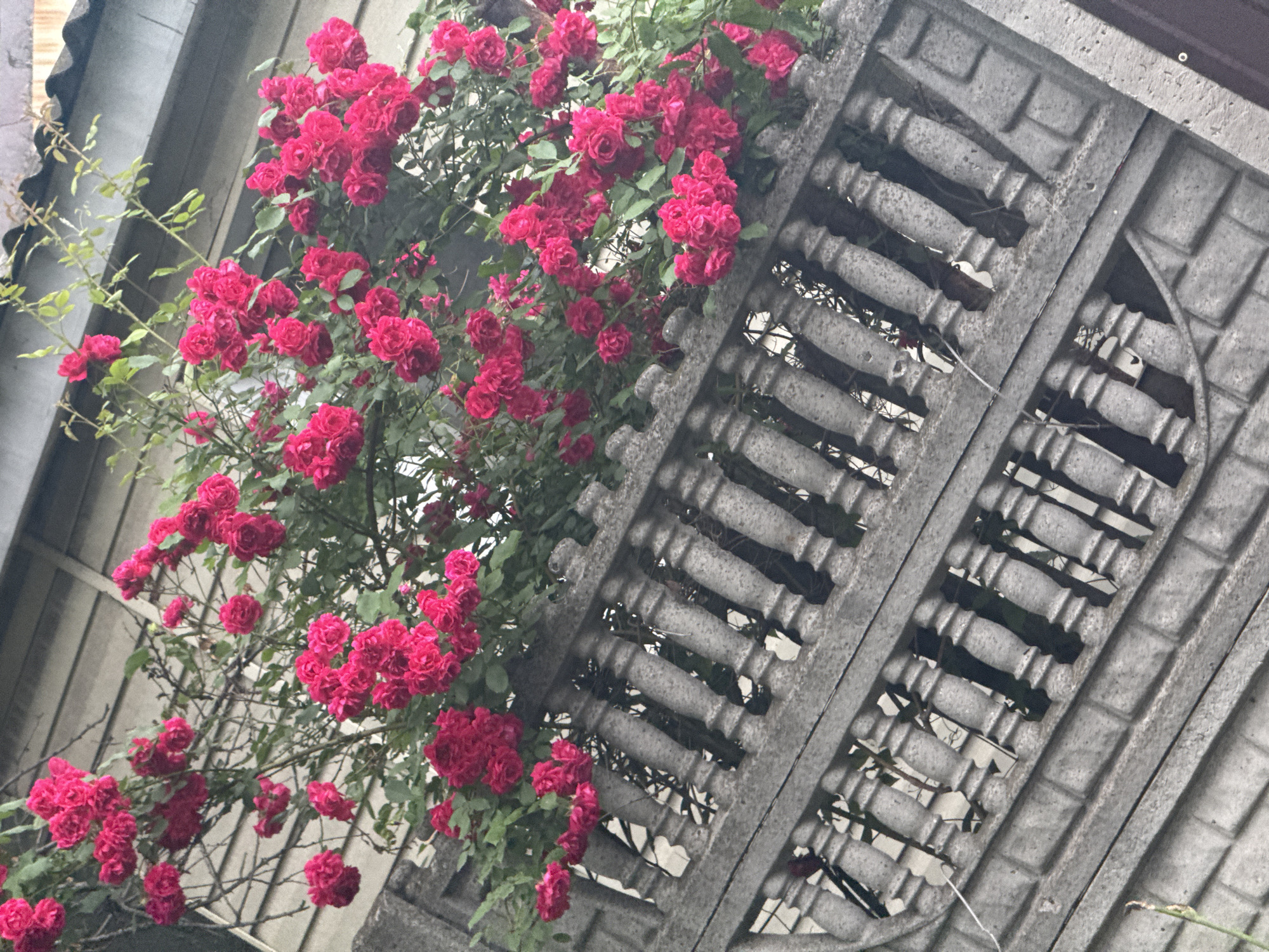 A cluster of vibrant pink roses cascades over a weathered, grey concrete balustrade. The balustrade is composed of individual balusters, creating an open, lattice-like structure. Behind the roses, a building with horizontal siding is visible, suggesting an outdoor setting. The overall impression is one of natural beauty intertwined with urban decay.