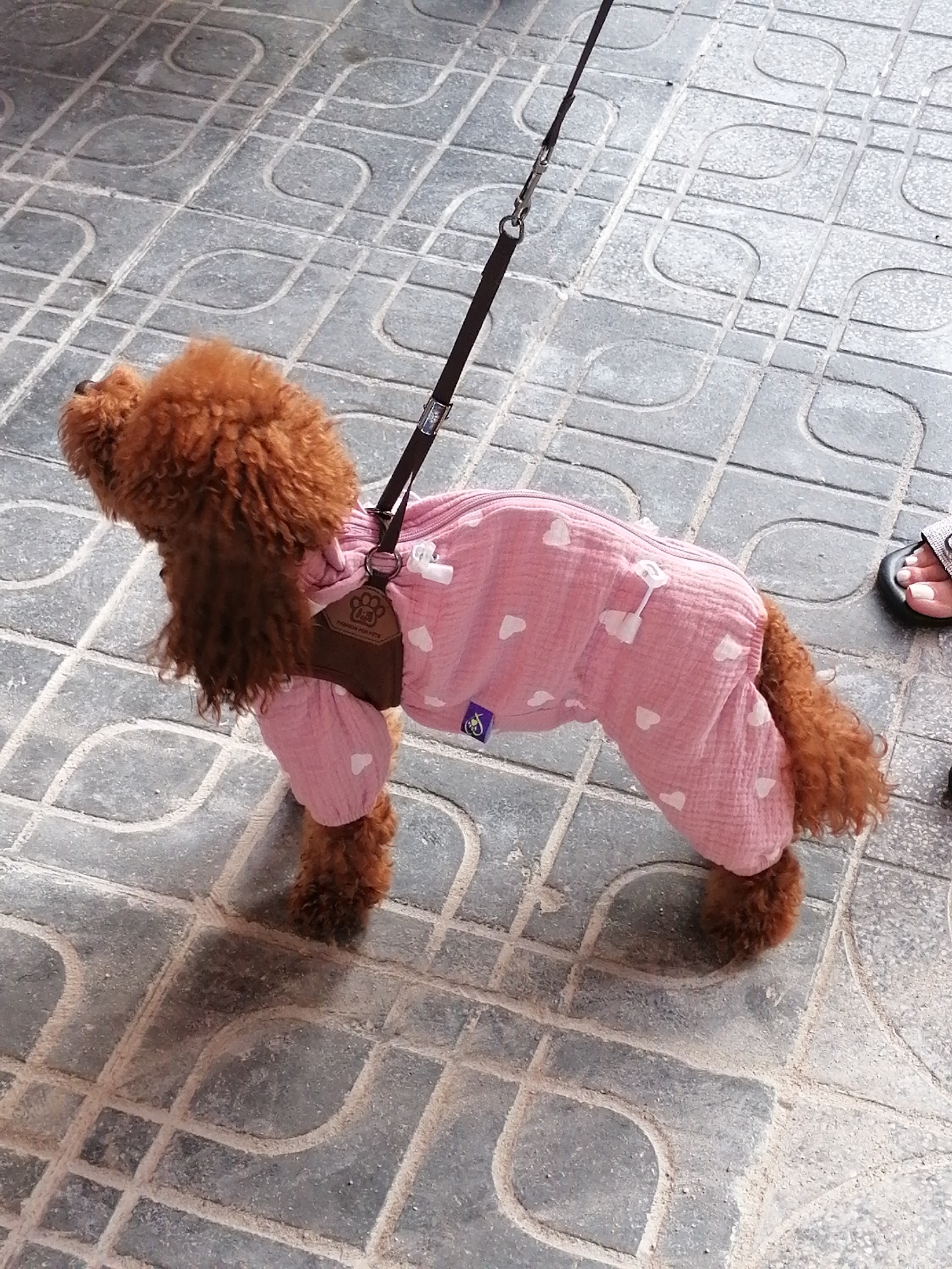 A brown poodle wearing a pink jumpsuit with white heart patterns is on a leash. The dog is standing on a paved surface, likely a sidewalk or walkway. Part of a foot in a black sandal is visible near the dog. The location appears to be outdoors in an urban area, specifically Nha Trang Ward, Vietnam.