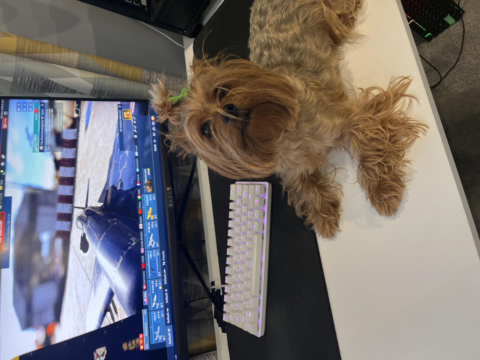 A small, light brown and ginger-haired dog, possibly a Yorkshire Terrier, lies on a desk in Veliko Tarnovo, Bulgaria. The dog has shaggy fur and a small green hair tie adorning its topknot, looking directly at the viewer with calm, dark eyes. To the left, a computer monitor displays a video game interface, featuring what appears to be a military aviation game (likely War Thunder) with aircraft such as the "P-40-4" and "P-47D-28" visible. The game's version, "2.55.1.117," and elements like "BATTLE PASS," "Shop," and "Air Arcade Battles (BR 4.3)" are discernible on the screen, along with nation flags for "USA," "Germany," "USSR," "Great Britain," "Japan," "China," "Italy," "France," and "Sweden."
A white mechanical keyboard with purple backlighting rests on a black mouse pad to the right of the monitor, suggesting an active gaming setup. Another gaming peripheral with green RGB lighting is partially visible in the background. The desk surface is split between white and black sections, with a grey carpet and a patterned curtain (grey, white, yellow) in the background. The scene depicts a relaxed indoor setting, likely a home office or gaming room, where the dog is comfortably resting alongside its owner's computer setup. The time of day is indeterminate, but the setting is clearly indoors.