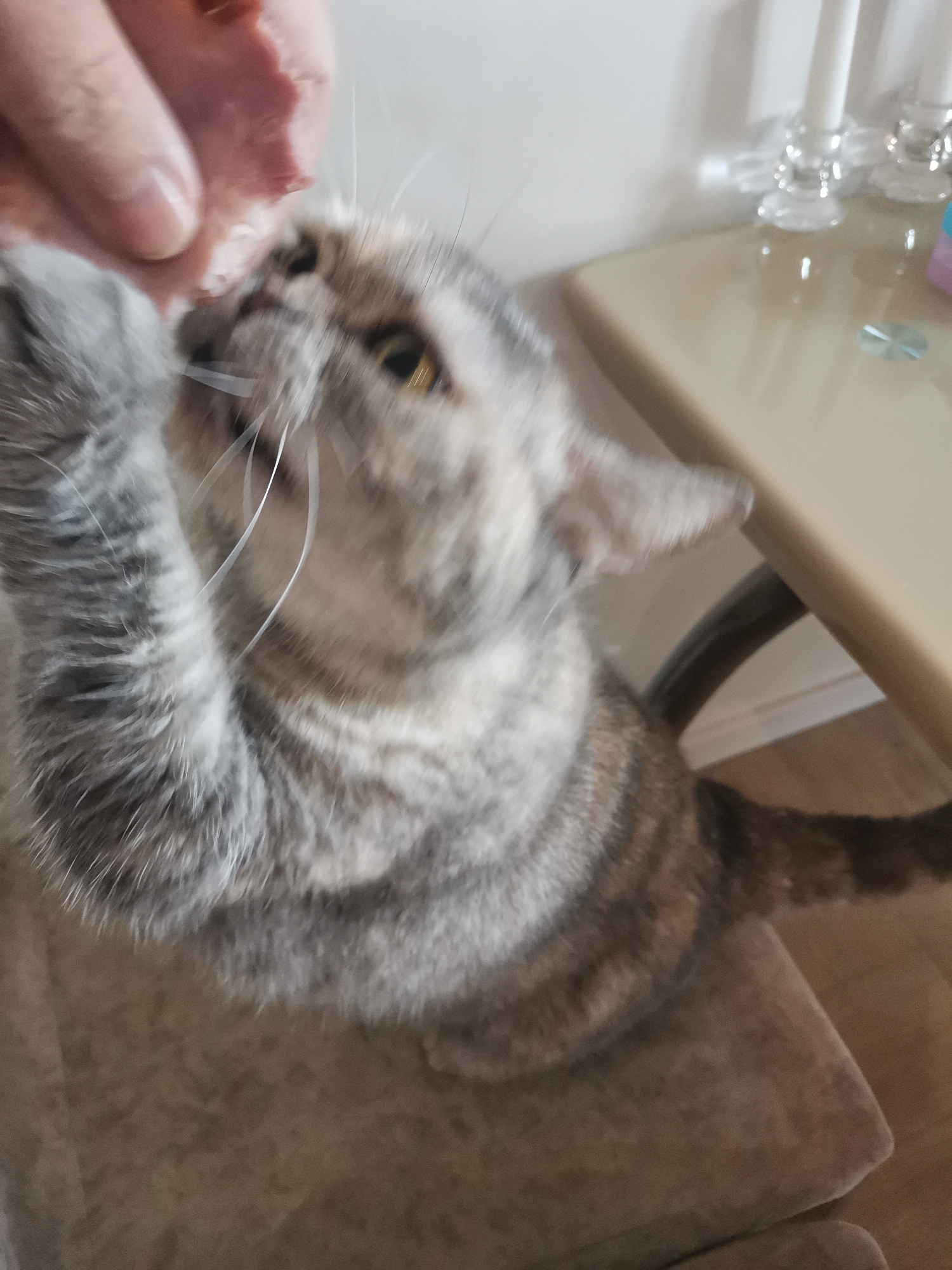 A grey tabby cat is reaching up with its left paw towards a piece of meat held by a person's hand. The cat is in focus, with its face and front paws clearly visible. The background is blurred, showing a light-colored table and a white wall with decorative candle holders. The scene appears to be indoors, likely in a domestic setting. No specific location in Chaikovsky, Russia can be identified from the image.