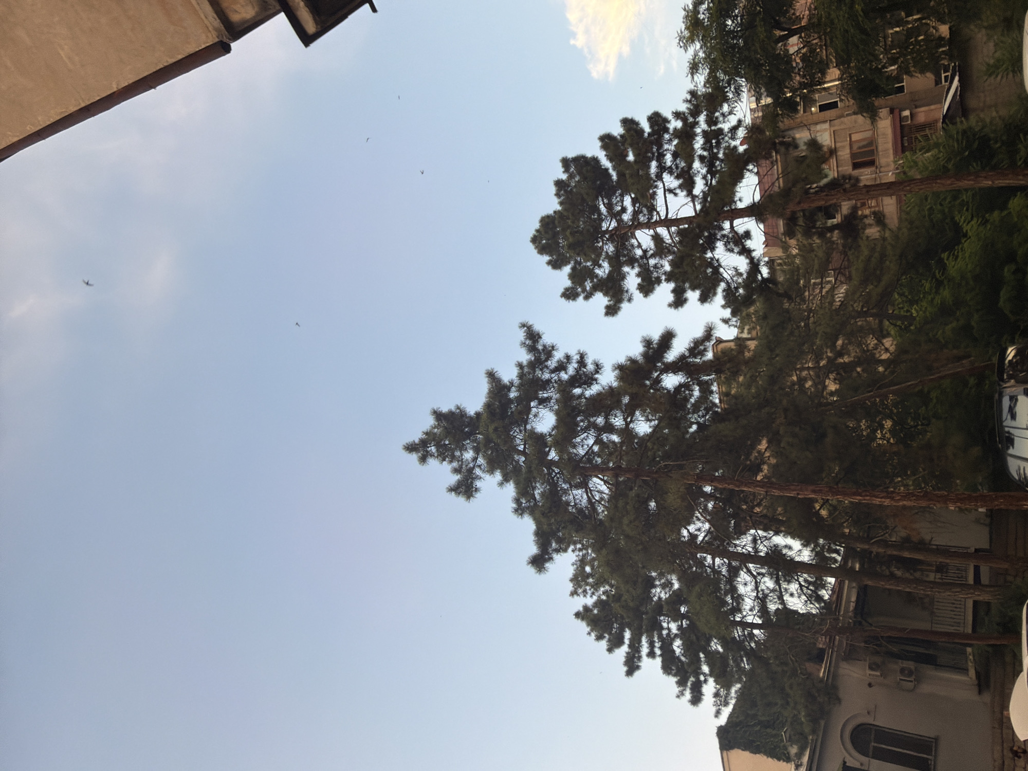 The image depicts an outdoor scene in Yerevan, Armenia, dominated by tall evergreen trees that partially obscure the facade of an apartment building. The building appears to be several stories high, with visible windows and balconies. The trees are a prominent feature, their branches reaching towards the sky, and their needles creating a dense canopy in places. The lower portion of the image shows more of the building, including arched windows and what appear to be air conditioning units mounted on the exterior walls. The overall impression is one of urban greenery within a residential area. The time of day is likely afternoon or early evening, given the quality of the light. The sky is a clear, pale blue with a few wispy clouds, suggesting fair weather. There are no people visible in the frame, and the scene is quiet and still. The architecture of the building, with its arched windows and balconies, is characteristic of some older residential structures in Yerevan. The trees add a natural element that softens the urban landscape.