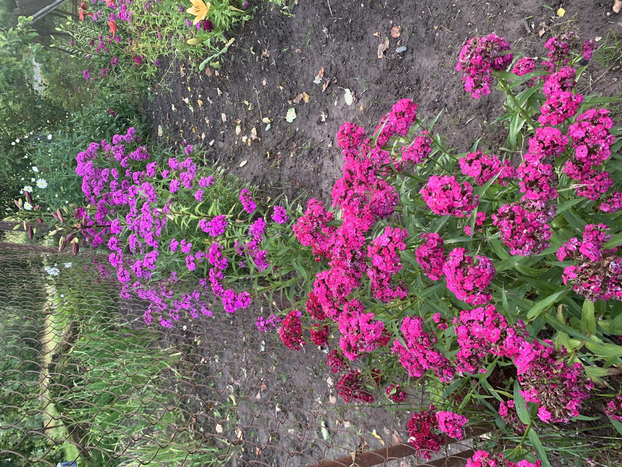 A vertical, eye-level shot shows a garden path next to a chain-link fence. The path is made of dirt with scattered fallen leaves. On the left side of the path, a line of bright pink dianthus flowers grows close to the fence. The fence is made of rusty wire and is partially overgrown with greenery. Beyond the fence, more greenery and trees are visible. On the right side of the path, a variety of flowers are in bloom, including more pink dianthus, some taller stalks of purple flowers, and a single yellow lily further back. The scene appears to be a suburban or rural garden in Відзаўскі сельскі Савет, Belarus, captured in natural daylight.