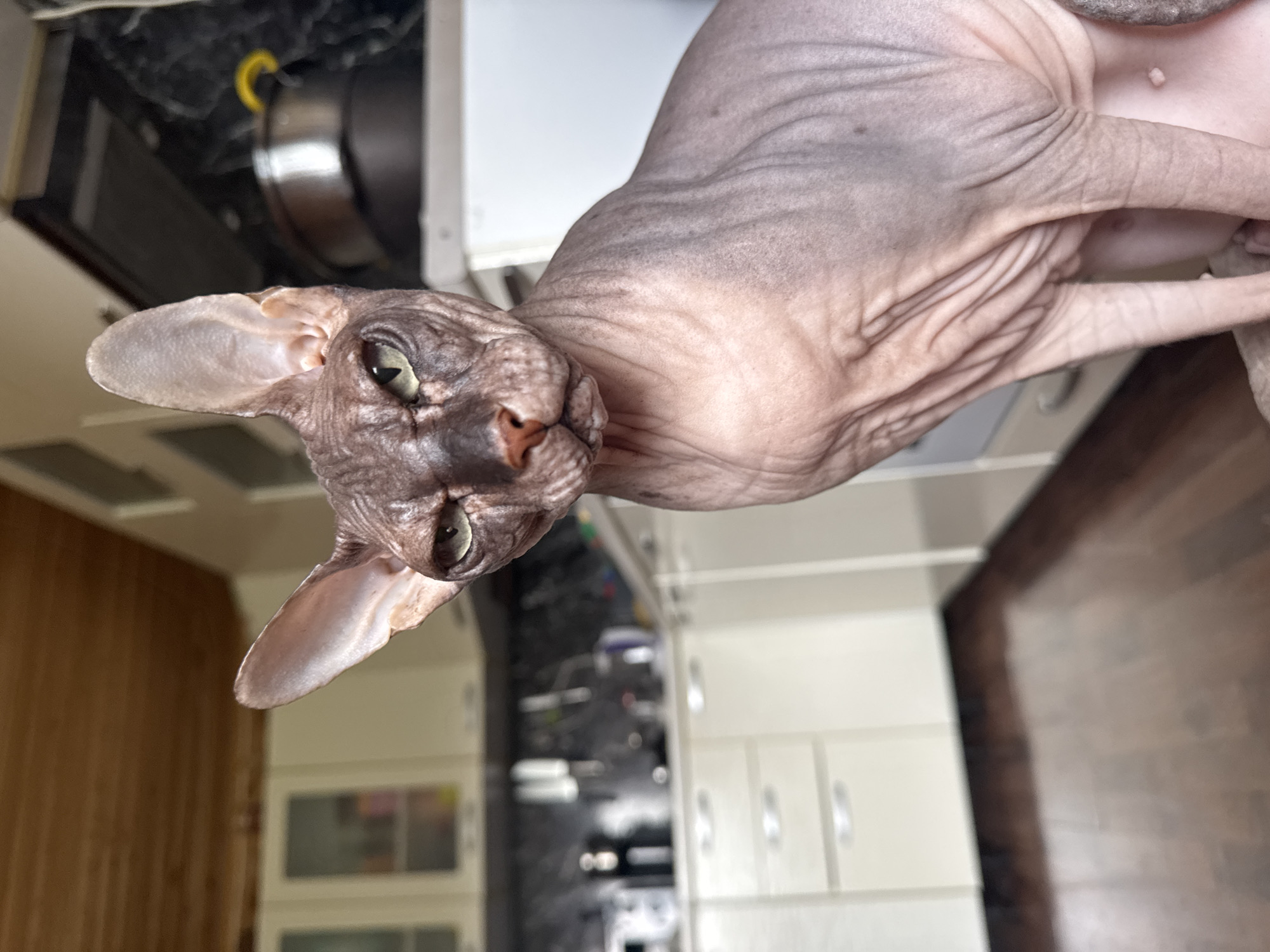 An extremely close-up shot focuses on the head and upper body of a hairless Sphynx cat. The cat's skin is a mottled brown and pink, with visible wrinkles around its neck and shoulders. It has large, prominent ears, and its green eyes are looking directly at the camera with a serious expression. The background is blurred, but appears to be a kitchen with light-colored cabinets and dark countertops. The floor is dark wood. The image was taken indoors, likely in a residential setting.