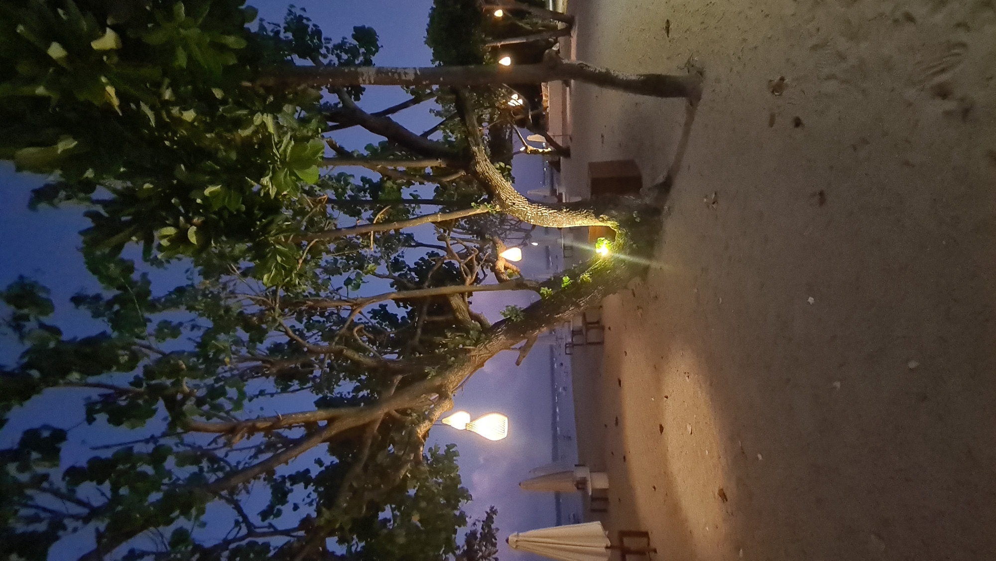 A beach scene in Denpasar, Indonesia, at dusk or night. The image features a sandy beach with several trees adorned with hanging lights. In the background, the ocean is visible, with a few boats or structures in the water. Two white umbrellas are set up on the beach, and there are some chairs and tables scattered around. The lighting suggests a relaxed, possibly restaurant or resort, setting. The sky is a deep blue, indicating twilight or a clear night sky.