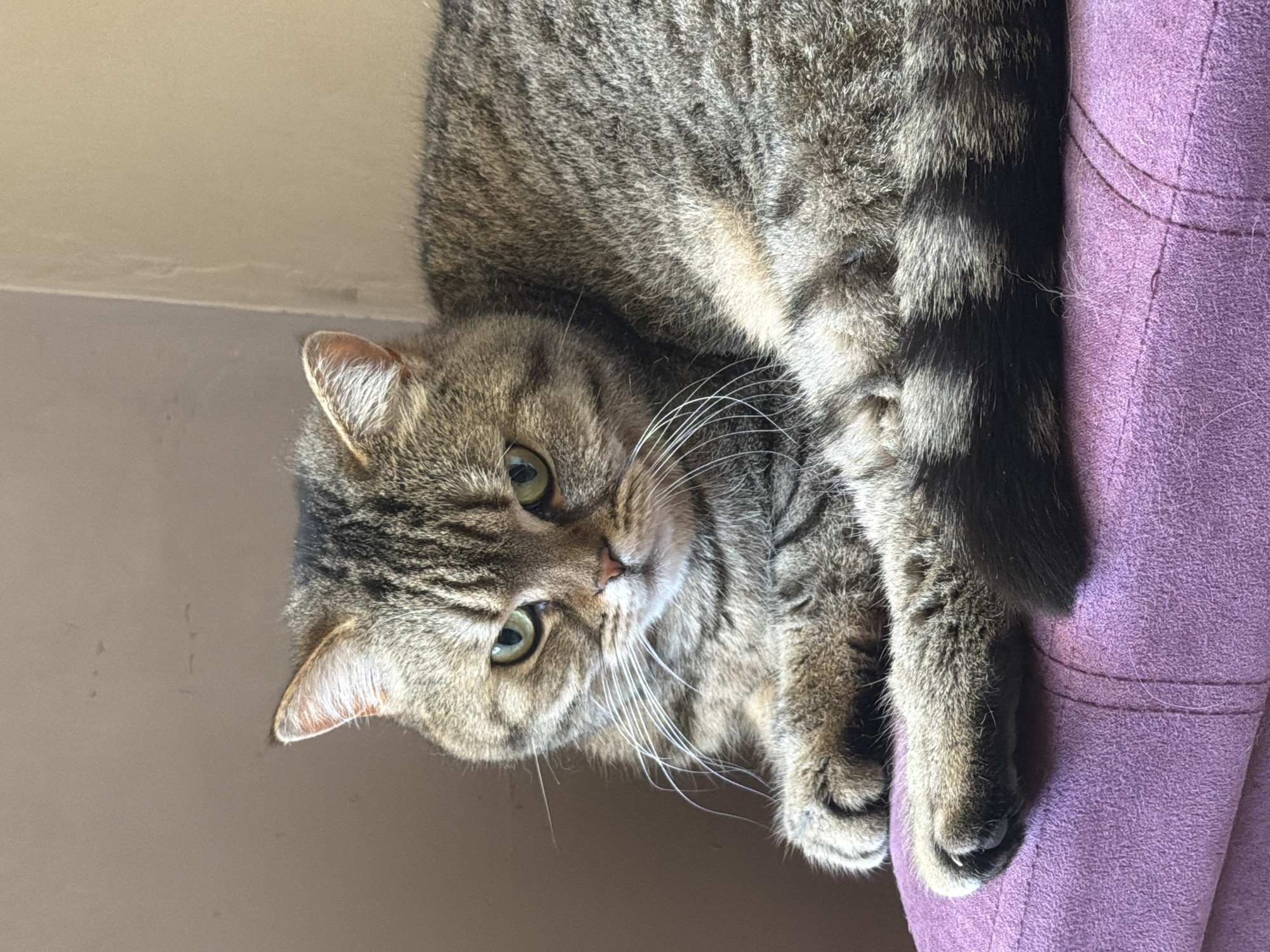 A tabby cat is lying on a purple upholstered surface, possibly a chair or sofa. The cat's head is oriented to the left of the frame with its body extending to the right. The background is a pale beige wall. There is no information to determine the location to be Sofia, Bulgaria.