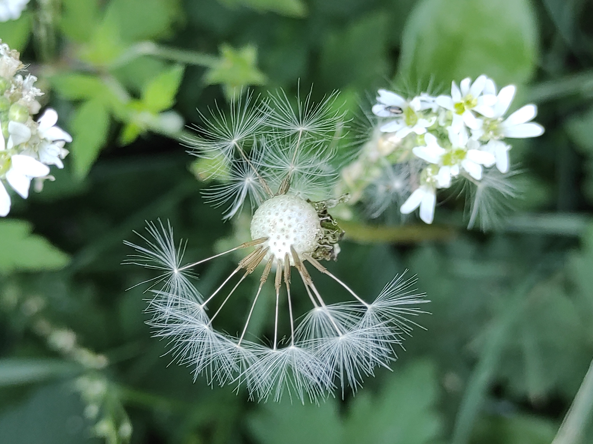 A close-up, top-down shot shows the fluffy seed head of a dandelion that has gone to seed, with many white pappi (the feathery parachute-like structures) detached and floating. The central seed head, mostly depleted of its seeds, is visible on the left side of the frame, with some remaining brown seed remnants. In the upper right and lower center of the image, there are out-of-focus clusters of small white flowers with yellow centers. One of these flowers in the lower right has a small, dark insect on it. The background is a blur of green foliage, suggesting an outdoor, natural setting like a park or garden, possibly in an unspecified urban area.