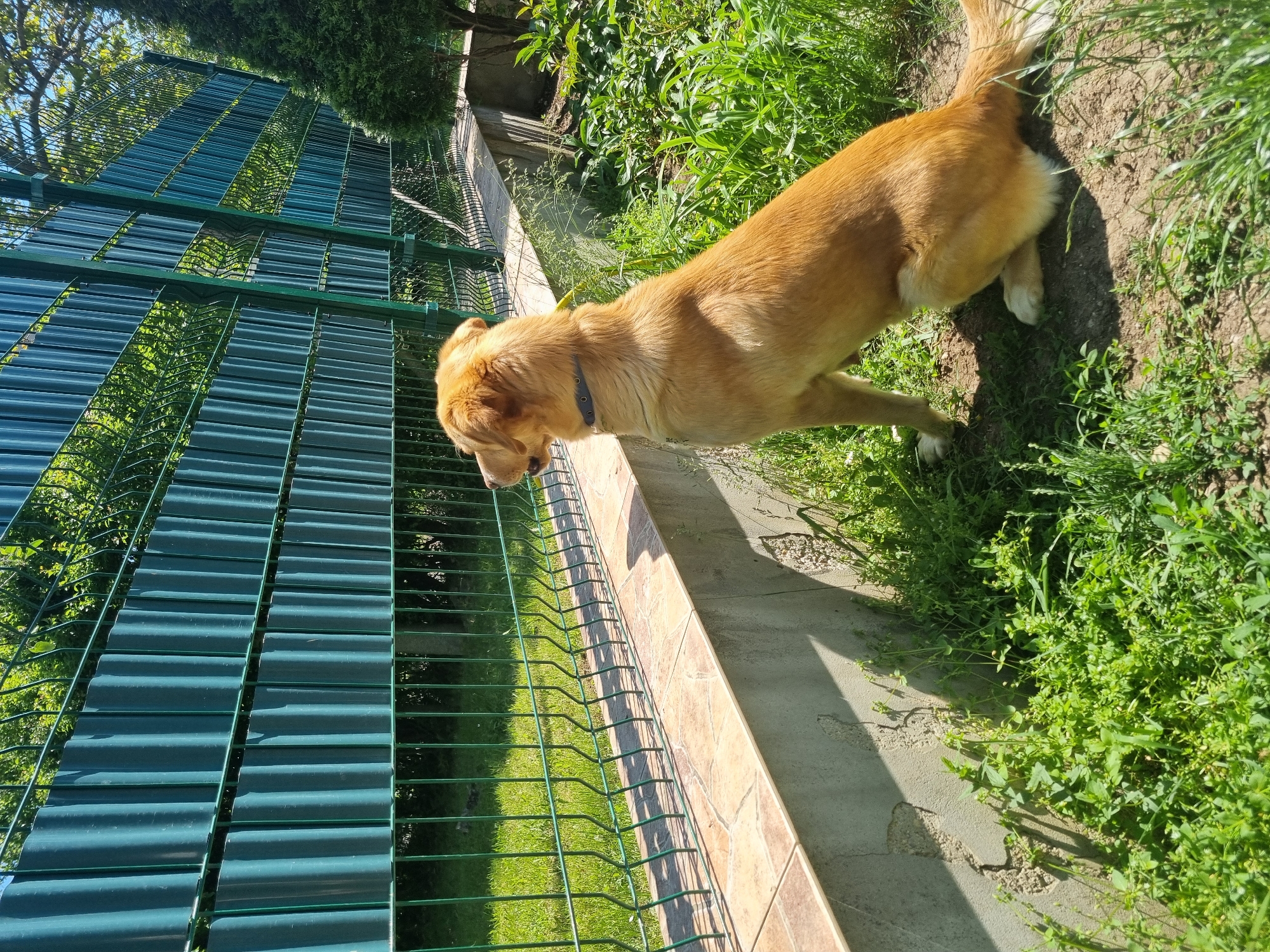 The image depicts a medium-sized, light brown dog with a dark collar standing in a grassy area near a fence. The dog is looking down towards the fence. The fence is made of green metal panels with a wire mesh bottom section. The fence is mounted on a tiled wall. The area appears to be a yard or garden, with green vegetation surrounding the dog. The location is Galabovtsi, Bulgaria.