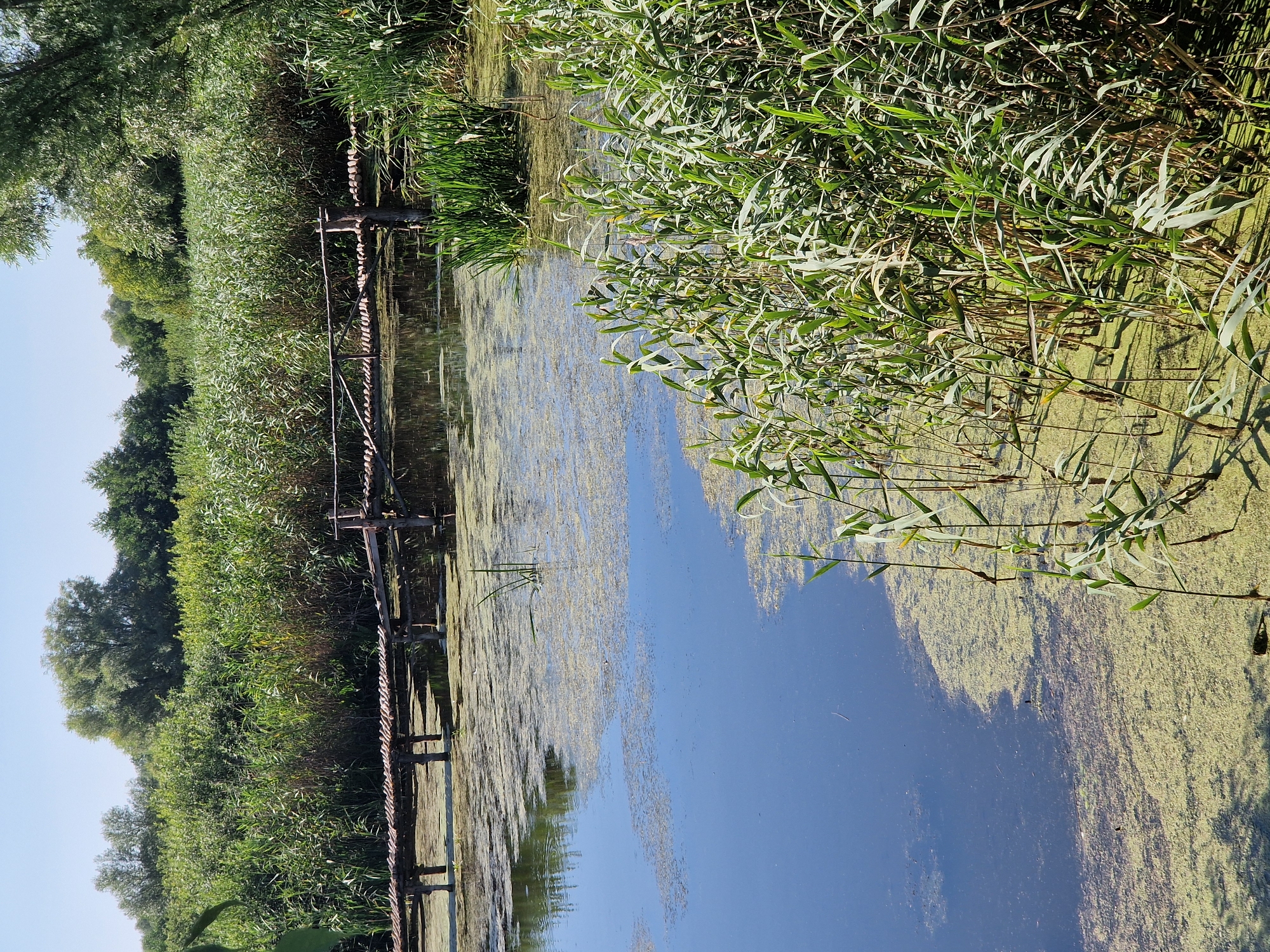 A rustic wooden footbridge spans a calm body of water choked with green algae and reeds. The bridge, constructed from rough-hewn logs and planks, appears aged and weathered. Tall green reeds line the edges of the water and extend into the background, forming a dense wall of vegetation. Beyond the reeds, mature trees form a lush canopy against a clear blue sky. The scene evokes a sense of natural tranquility and untouched wilderness.