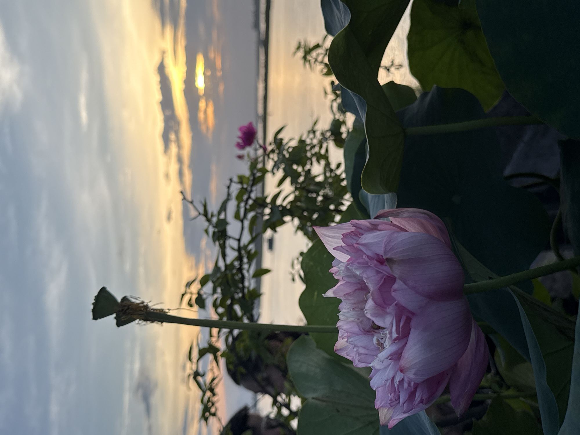 This is an outdoor shot in Hà Nội, Vietnam, featuring a close-up view of a pink lotus flower and its broad green leaves. The sky is visible in the background with a golden sunset. Another lotus bud is seen to the left. Other vegetation fills the space between the large flower and the horizon. The image is rotated, with the sky appearing on the left and the lotus on the right.
