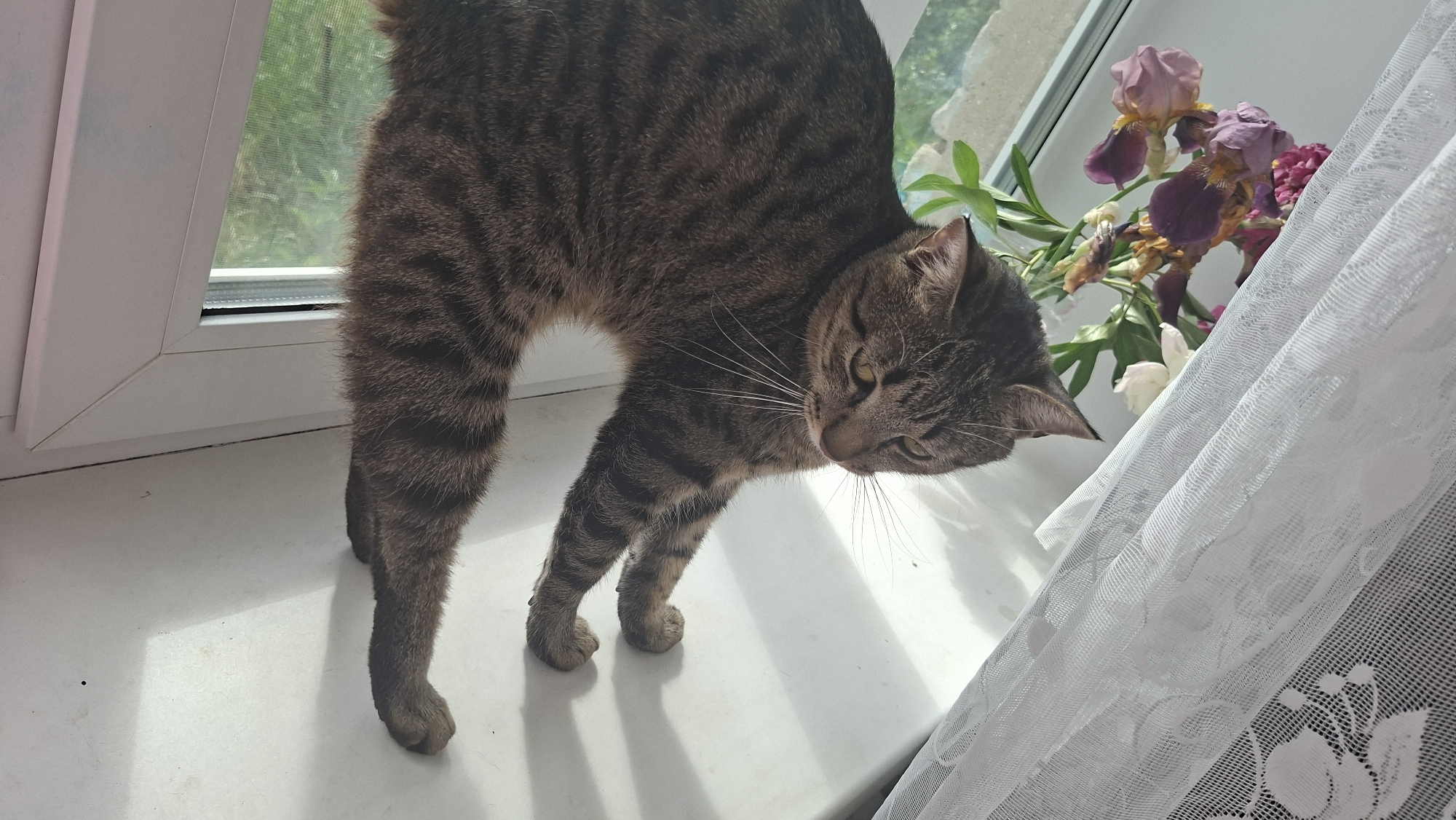 A tabby cat stretches or arches its back on a white windowsill, captured in an indoor scene with a bright window. The cat, with its distinctive brown and black striped fur, is positioned centrally in the frame, facing towards the right and looking downwards with a focused expression. Its whiskers are prominent.
To the left, a portion of a white window frame and the mesh of a window screen are visible, suggesting an outdoor view with green foliage beyond. On the right side of the image, a bouquet of flowers, including several purple and yellow irises and some pink/white blooms, rests on the windowsill near the cat's head. A white lace curtain, partially drawn, hangs alongside the window, adding texture and diffusing the light.
The strong natural light indicates daytime, with distinct shadows cast by the cat's legs on the white windowsill, suggesting a clear day outside. The setting appears to be a cozy domestic environment. There is no visible text in the image. The location context for this media file is Забалоцкі сельскі Савет, Belarus.