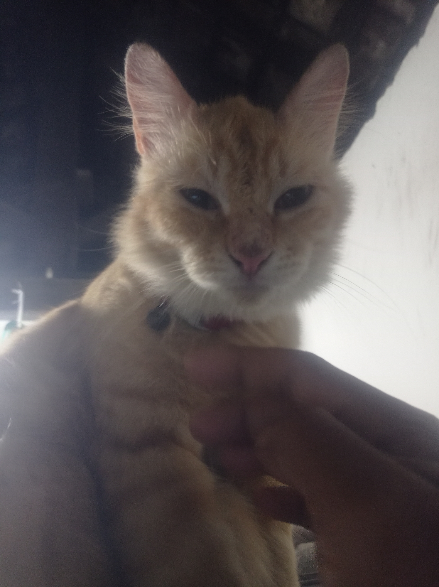An orange cat with white fur around its muzzle and chest is being held from underneath by a person's hands. The cat is wearing a dark collar with a red trim. The cat's face is looking towards the camera, with its eyes partially closed and its ears perked up. The background is dark, with some suggestion of a roof structure above and a white wall to the right. The image appears to have been taken indoors, possibly in Bongsopotro, Indonesia, given the context. The lighting is dim and creates some glare on the cat's fur.