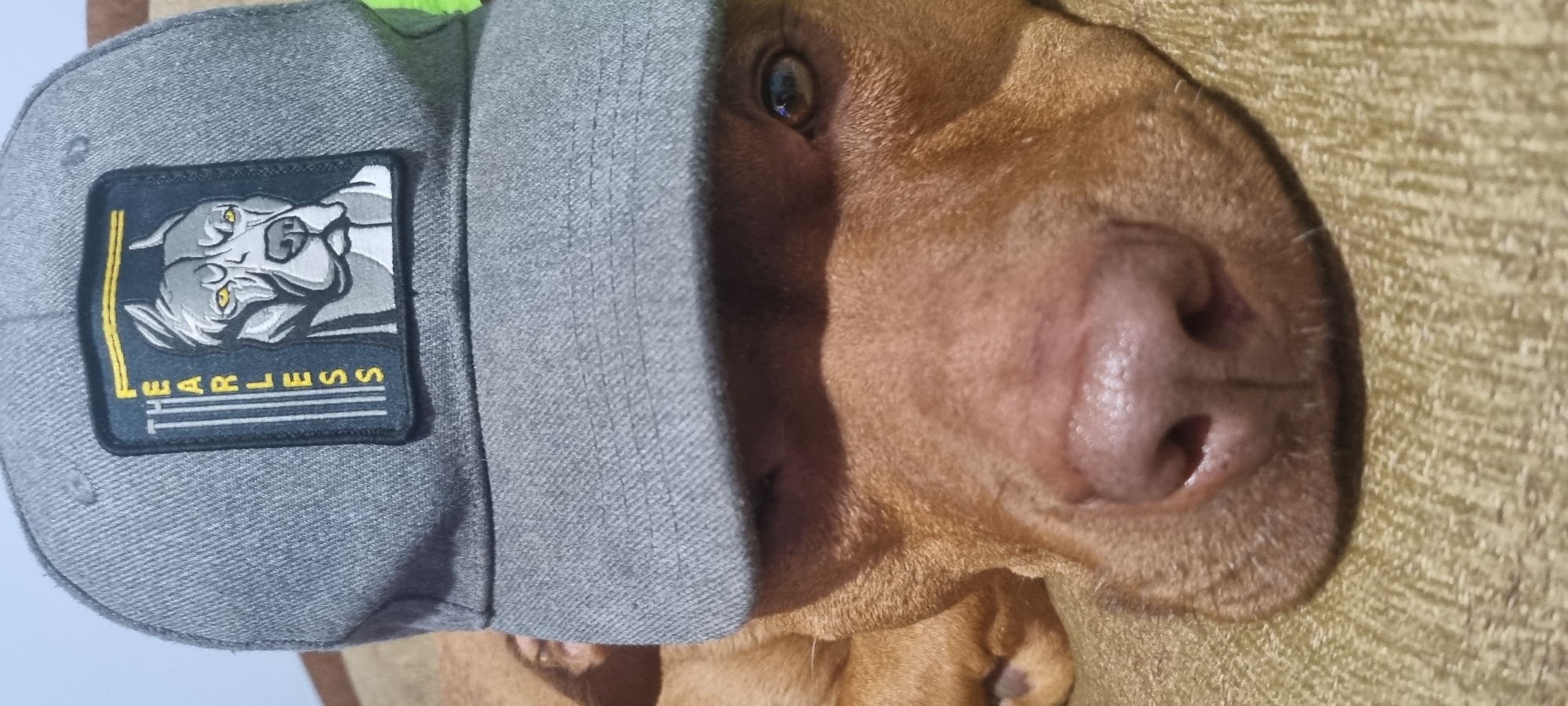 A close-up photograph shows a light brown dog wearing a grey baseball cap. The cap has a patch on the front with a stylized grey dog's head and the word "FEARLESS" in yellow lettering. Only one eye of the dog is fully visible, appearing brown. The dog's nose is prominently featured, large and pink. The background appears to be a textured tan surface, possibly a sofa or blanket. There are no other identifiable features or indicators to suggest the specific location as Sofia, Bulgaria.