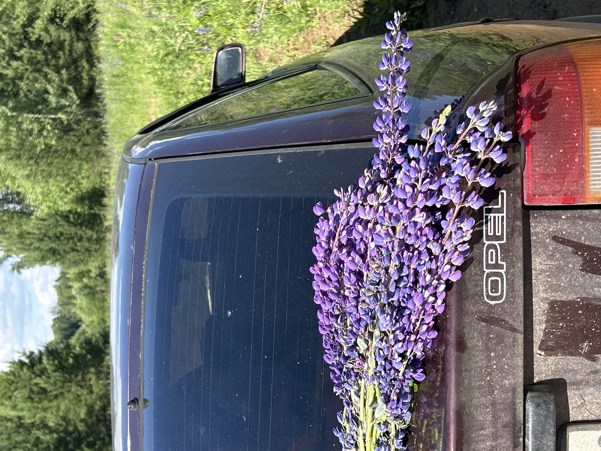 In the foreground, a bouquet of purple lupine flowers rests on the trunk of a dark purple Opel car. The car's rear window is visible, and the "OPEL" emblem is present on the trunk. In the background, a field of green grass and trees under a cloudy sky suggests an outdoor, rural setting. The image does not contain any people. The location is identified as Verkh-Rozhdestvo, Russia.