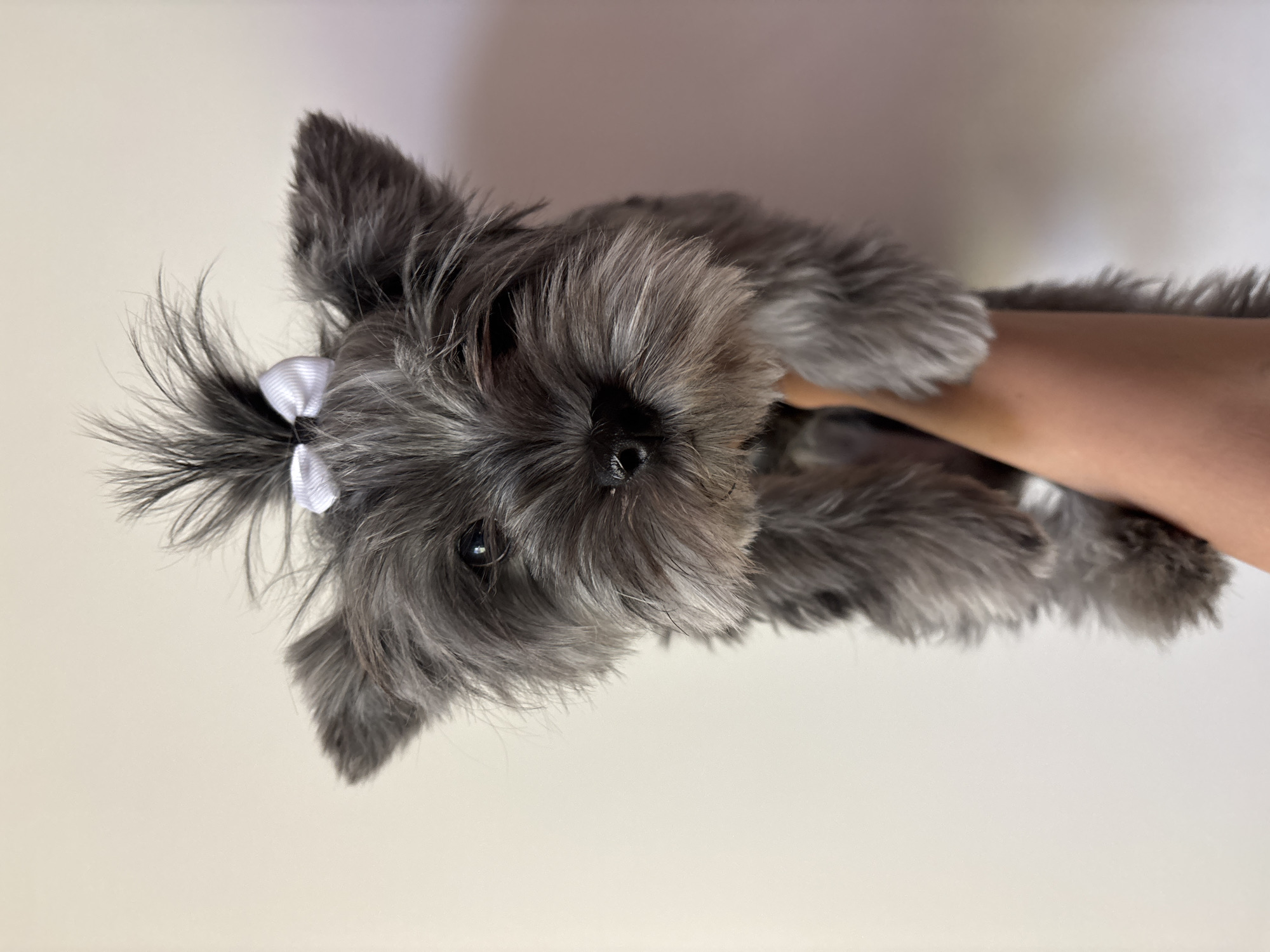 A gray, furry, terrier-type dog with a white bow in its hair is being held in a person's arm. The background is plain and light-colored.
There is no evidence to suggest the location of the image is in the city of Chaikovsky, Russia.