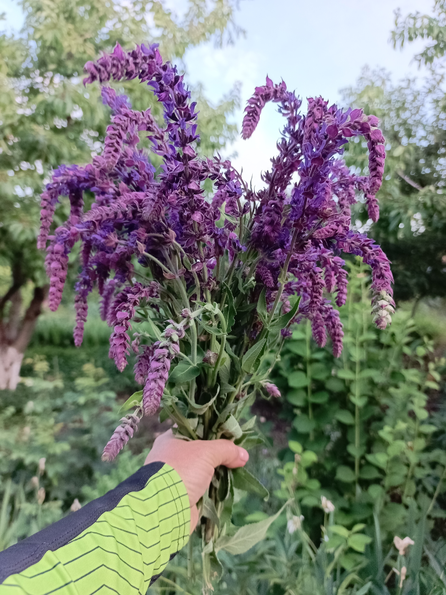 A hand wearing a lime green and dark gray sleeve with chevron patterns holds a bouquet of blooming purple flowers, likely Salvia. The flowers are a vibrant purple and grow in tall, slender spikes. The background is softly blurred, showing lush green foliage, trees, and a hint of a pale sky, suggesting an outdoor setting. The lighting indicates it's likely daytime, possibly late afternoon or early evening, with diffused light. The image appears to be taken in a garden or natural environment, fitting the provided location context of Vyazovka, Russia. The overall mood is serene and captures the beauty of nature. There is no visible text in the image.
