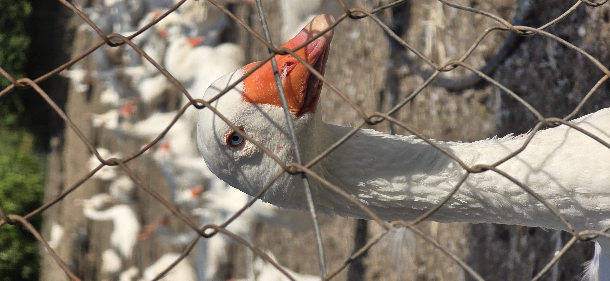 A close-up shot, likely taken in Blinisht, Albania, showcases a white goose with an orange beak, visible through a wire fence. The goose's head and neck are prominent, with a visible blue eye. The background features a blurry gathering of similar white geese, suggesting a farm or poultry setting. Part of a shrub is seen to the left. The fence appears to be made of rusty wire. The general lighting suggests a sunny outdoor setting.