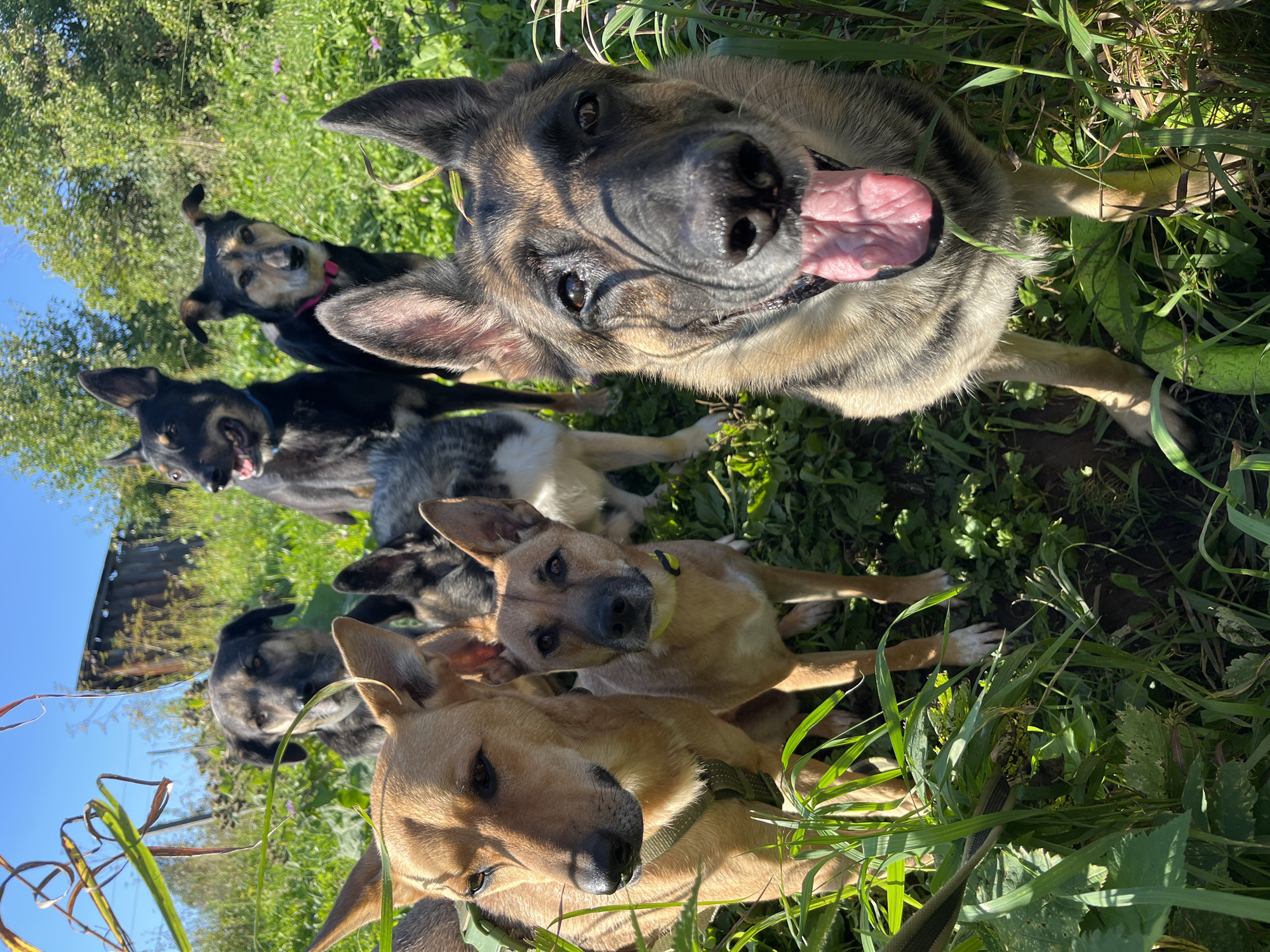 A group of six dogs are gathered in a grassy, outdoor area on a sunny day, with trees and a wooden structure in the background. The dogs are of various breeds and sizes, including what appear to be German Shepherds, mixed breeds, and possibly a Husky or similar breed. One dog in the foreground is a German Shepherd with its tongue out, looking directly at the camera. To its left are two tan-colored dogs, one larger and one smaller, with one wearing a harness. Further back, there are two black and tan dogs, one with a blue collar and the other with a pink collar. Another dog with dark fur and a lighter snout is positioned behind them. The environment is natural, with lush green grass and vegetation. The sky is clear and blue. The overall scene suggests a gathering of dogs outdoors, possibly in a park or a rural setting. There are no people visible in the image.