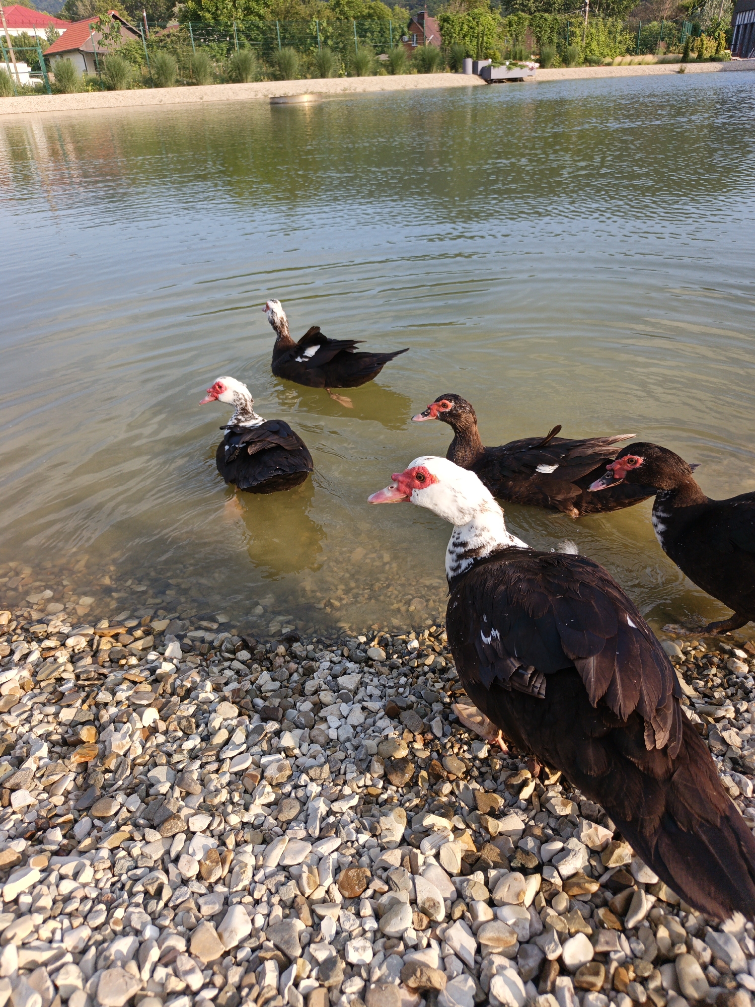 A flock of five Muscovy ducks are gathered near the rocky shore of a body of water. Three of the ducks are predominantly black with white markings on their faces and chests, while the other two appear entirely black with white wing patches. One of the white-faced ducks is in the foreground, facing left and partially submerged in the water. Two other black ducks are in the middle ground, swimming. Another black duck is further back, and a fifth duck, mostly black with white on its wings, is at the edge of the frame in the upper left. The water is calm and reflects the surrounding greenery. The shoreline is composed of various sizes of light-colored pebbles. In the background, a fence runs along the edge of the water, with trees and buildings visible beyond it. The setting appears to be a natural or semi-natural outdoor environment, possibly a pond or lake. There are no people or vehicles visible in the image. The presence of the Russian flag or any specific Russian landmarks are not discernible within the image.