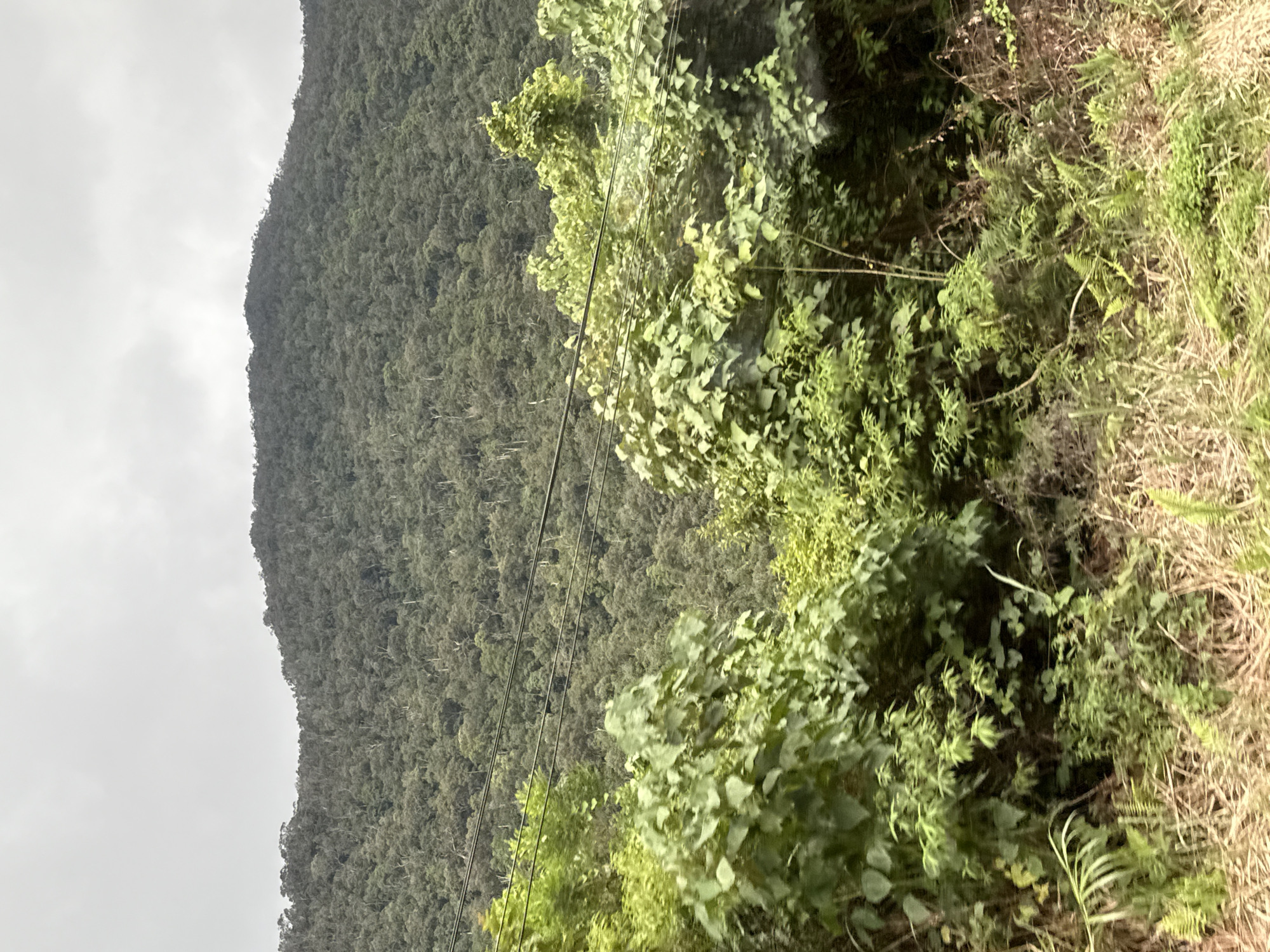 An overcast sky looms above a densely forested mountain in Nam Khánh Vĩnh, Vietnam. The mountain's slopes are covered in a thick canopy of trees, creating a textured green expanse. In the foreground, vibrant green foliage, including large-leafed plants and vines, obscures the lower portion of the scene. Several dark electrical wires stretch horizontally across the mid-ground, crisscrossing the vegetation and the distant mountain. The ground in the immediate foreground is covered in dry, golden grass and scattered green ferns.