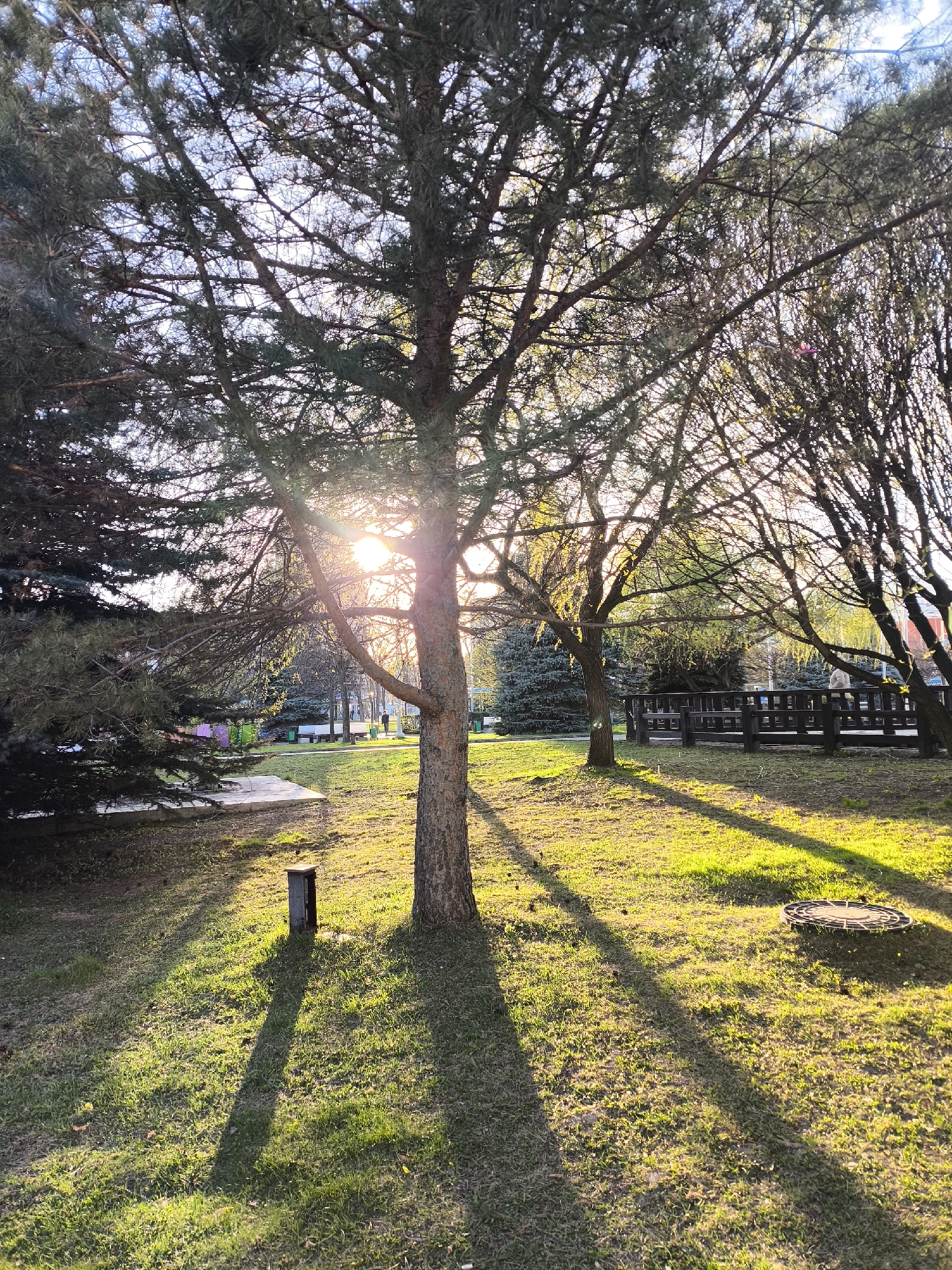This image depicts a serene park scene, likely in Moscow, Russia, bathed in the warm light of either early morning or late afternoon. A large coniferous tree, possibly a pine, stands prominently in the foreground, its dark trunk and branches creating a striking silhouette against the bright sky. The sun, positioned behind and slightly to the right of this tree, causes a distinct lens flare and casts long, dramatic shadows that stretch across the vibrant green grass towards the viewer.
The ground is covered in lush green grass, interspersed with patches of sunlight and deep shade. In the immediate foreground, a small, dark rectangular utility box is visible on the grass, also casting a long shadow. Further to the right, a circular, patterned manhole cover is present on the ground. To the left of the main tree, some light-colored paved areas are partially visible.
In the mid-ground, a dark wooden fence or barrier stretches horizontally, possibly enclosing a raised platform or seating area. Beyond this, several other trees, including both coniferous and deciduous varieties (some appearing bare or with nascent foliage), contribute to the park's verdant landscape. In the distant background, a faint figure of a person can be observed walking on a path, and what appear to be park benches are nestled under the trees.
The clear sky and the golden hue of the light indicate sunny weather, enhancing the picturesque quality of the scene. The overall impression is one of tranquility and natural beauty, captured during the "golden hour." No discernible text is visible in the image.