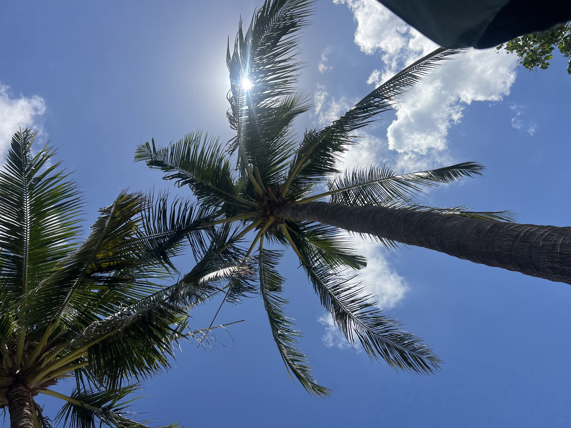 An upward-facing, low-angle shot captures a bright blue sky with a few scattered white clouds. Two palm trees dominate the frame, their fronds extending downwards and silhouetted against the sky. The sun is visible, shining through the leaves of the palm tree in the foreground, creating a lens flare effect. The trunk of the main palm tree is textured and dark, stretching vertically through the center of the image. The scene is consistent with a tropical outdoor environment, possibly a beach or park in Kuta, Indonesia, given the presence of palm trees and clear skies often associated with the region. There are no people or explicit actions depicted.