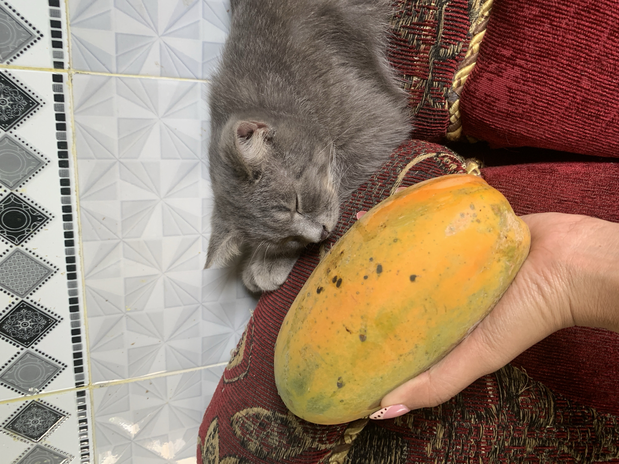 A gray cat sleeps on a red and gold patterned cushion next to a person's hand holding a papaya. The background is a white tiled wall with a decorative border. The scene appears to be indoors.