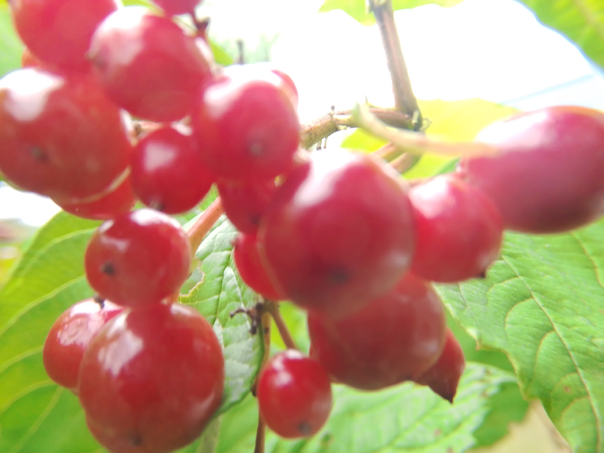 A cluster of vibrant red berries hangs from a thin brown stem, set against a backdrop of soft green leaves and a bright, hazy sky. The berries are round and plump, some appearing slightly translucent, with subtle highlights suggesting a smooth, glossy surface. A few dark specks are visible on some of the berries, possibly indicating remnants of their stems or natural markings. The shallow depth of field blurs the background, emphasizing the berries as the central subject. The image was captured in Dobrograd, Russia, likely in a garden or natural setting where these berries grow. The overall impression is one of nature's bounty, with a focus on the rich color and texture of the fruit.