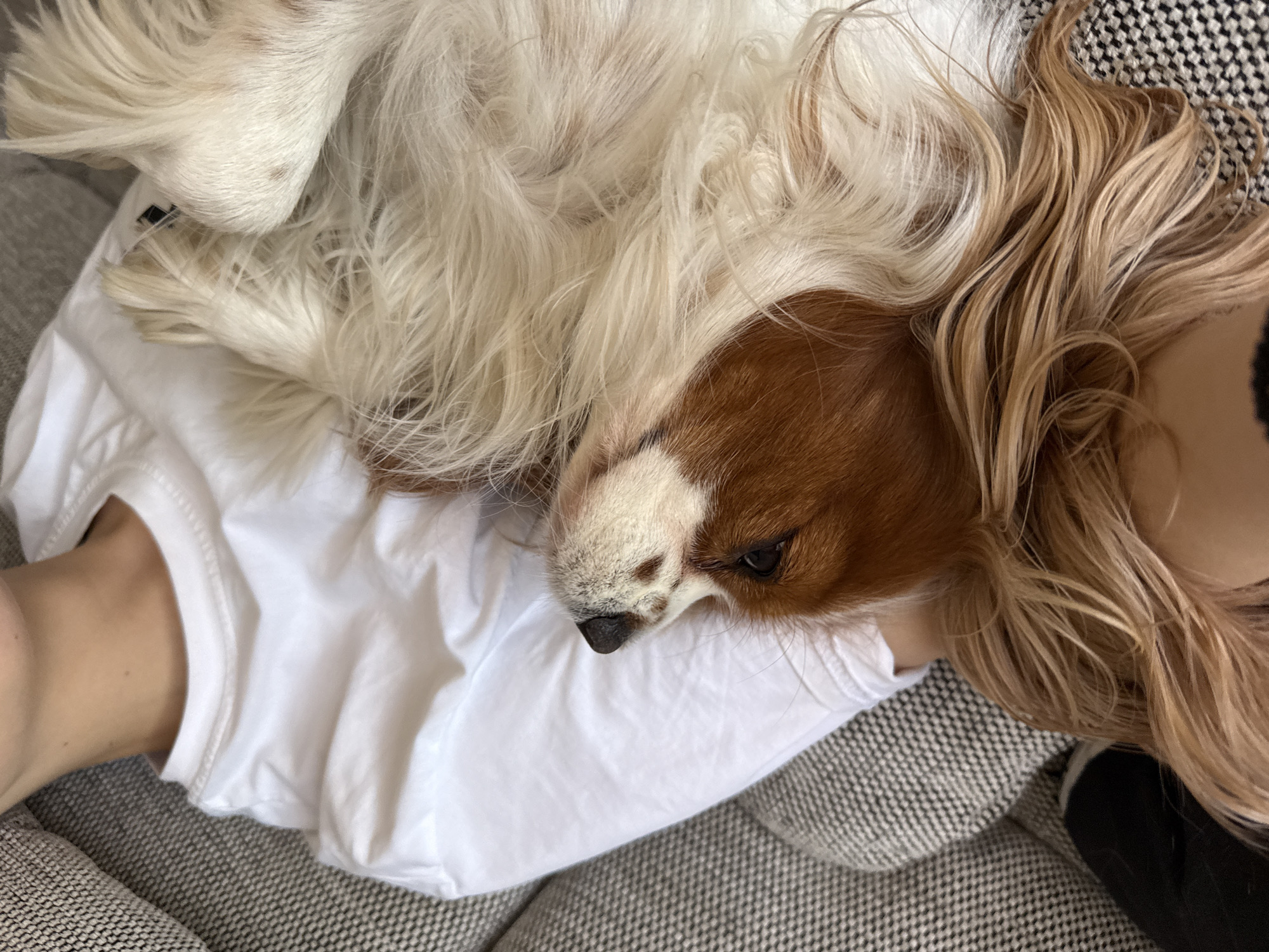 A tan and white Cavalier King Charles Spaniel dog is resting on a person's chest. The person is wearing a white t-shirt. The scene is on a gray and white patterned couch. The location is not discernible from the image.