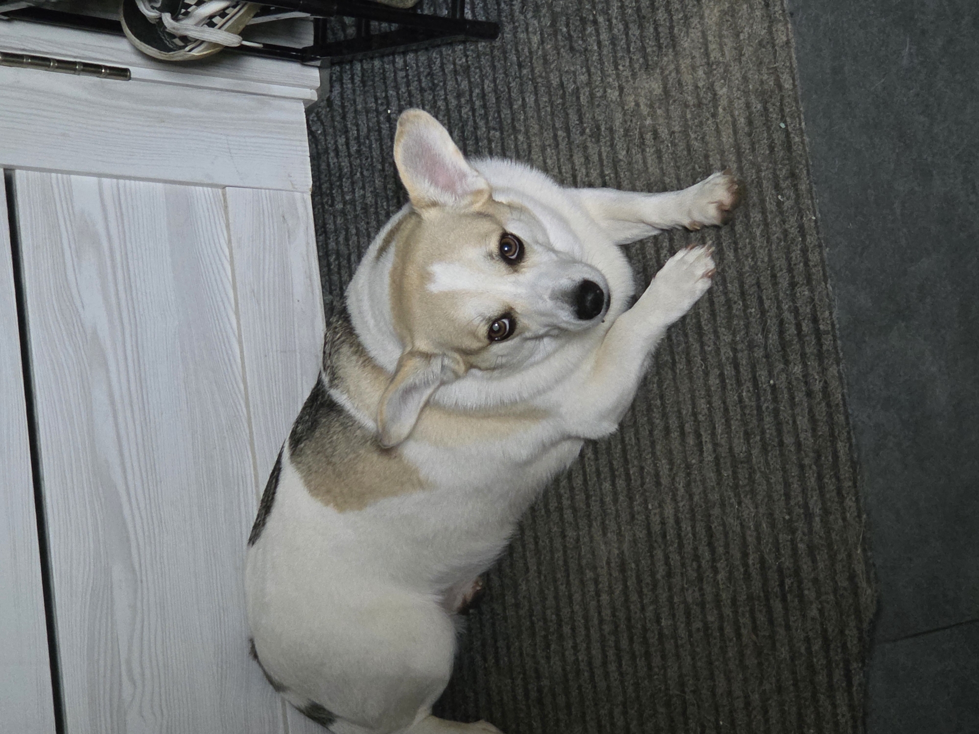 A medium-sized dog with white, tan, and grey fur lies on a dark grey striped rug next to a light-colored wooden cabinet. The dog is on its back, looking upwards with its front paws raised. A black metal frame with a pair of black and white sneakers sits atop the cabinet. A dark grey surface is visible on the right side of the rug. The location appears to be indoors.