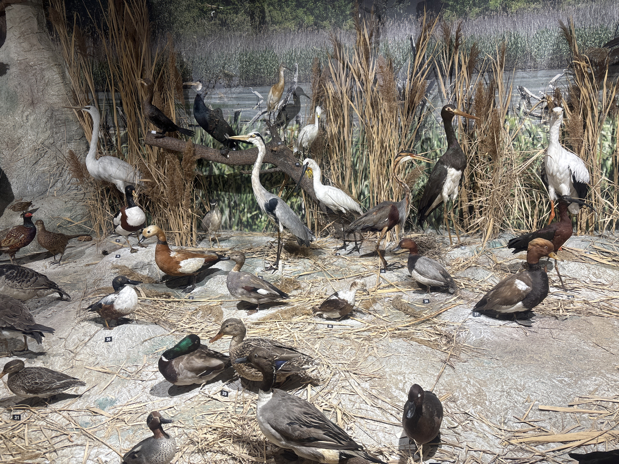 The image depicts a diorama showcasing a variety of waterfowl and other bird species in a simulated wetland environment. The birds are likely taxidermied specimens, posed amidst dried grasses, reeds, and a painted backdrop resembling a marsh scene. Several species of ducks, herons, and other wading birds are visible, each labeled with a number. The diorama appears to be part of a museum exhibit, likely focused on ornithology or local wildlife. The location is not evident from the image. There is no information to indicate this image is in Plovdiv, Bulgaria.
