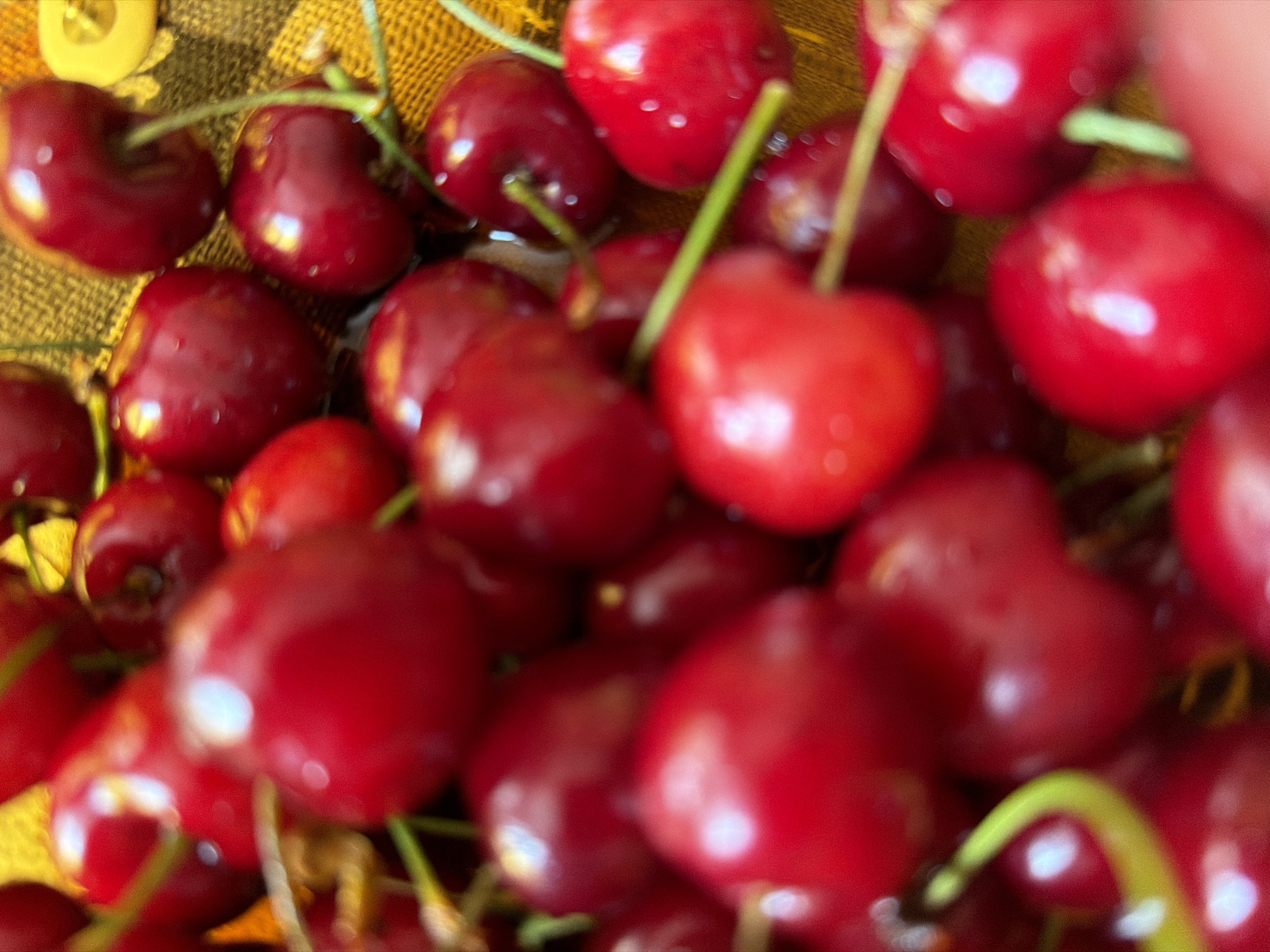 The image displays a close-up, somewhat blurry shot of a large cluster of ripe red cherries. Each cherry is a vibrant crimson color, appearing glossy and reflecting light, with many showing tiny water droplets on their skin, suggesting freshness or recent washing. The cherries retain their light green stems, which crisscross throughout the pile.
The background is largely out of focus, showing a textured surface in warm tones of yellow and brown, possibly a woven fabric or basket. In the upper left corner, a blurred, pale yellow or off-white object is partially visible. The overall impression is one of abundance and freshness. There are no people visible, and no specific activity or event is explicitly depicted beyond the presentation of the fruit. The shallow depth of field creates a soft, almost painterly effect. No text is visible in the image. Given the context, this scene is situated in Sofia, Bulgaria.
