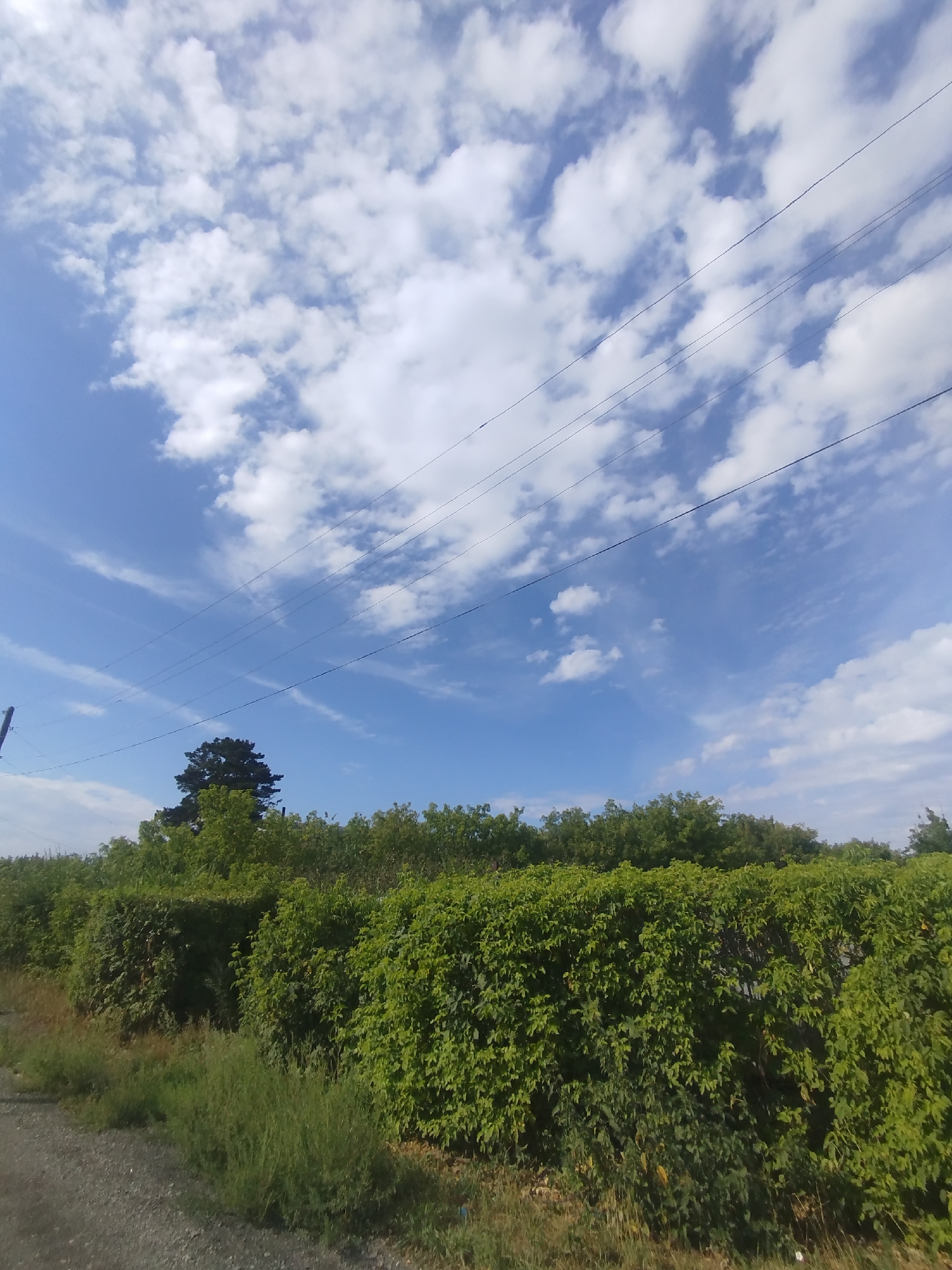 The image captures a natural scene with a clear blue sky dotted with scattered white clouds. Several power lines are visible stretching across the sky. In the lower portion of the image, a dense hedge of green foliage runs horizontally, forming a natural barrier. Beyond the hedge, the tops of various trees are visible, with a particularly tall, dark green tree standing out against the sky. The foreground consists of a gravelly path and some dry grass. The scene appears to be located in a rural or suburban area, potentially on the outskirts of Qarağandı city administration, Kazakhstan, given the characteristic vegetation and infrastructure. There are no people or specific actions depicted in the image.