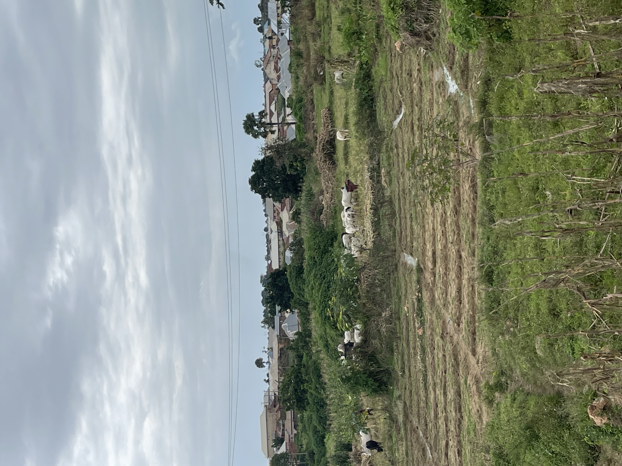 The image depicts a rural landscape with a village in the background, under a cloudy sky. In the foreground, a field shows evidence of recent cultivation, with rows of tilled earth interspersed with patches of water and dry vegetation. A herd of cattle, predominantly white with some black and brown individuals, is grazing in the middle ground. Some of these cattle are near a cluster of bushes and trees. A person wearing a red garment is visible standing near a group of cows. Behind the field and cattle, a village is visible, characterized by numerous houses with pitched roofs, some appearing to be made of corrugated metal and others of lighter colored materials. Trees are scattered throughout the village and surrounding areas. Power lines are suspended in the sky, spanning across the frame. The overall scene suggests a semi-arid or tropical environment. The location is identified as Rafin Par, Nigeria.