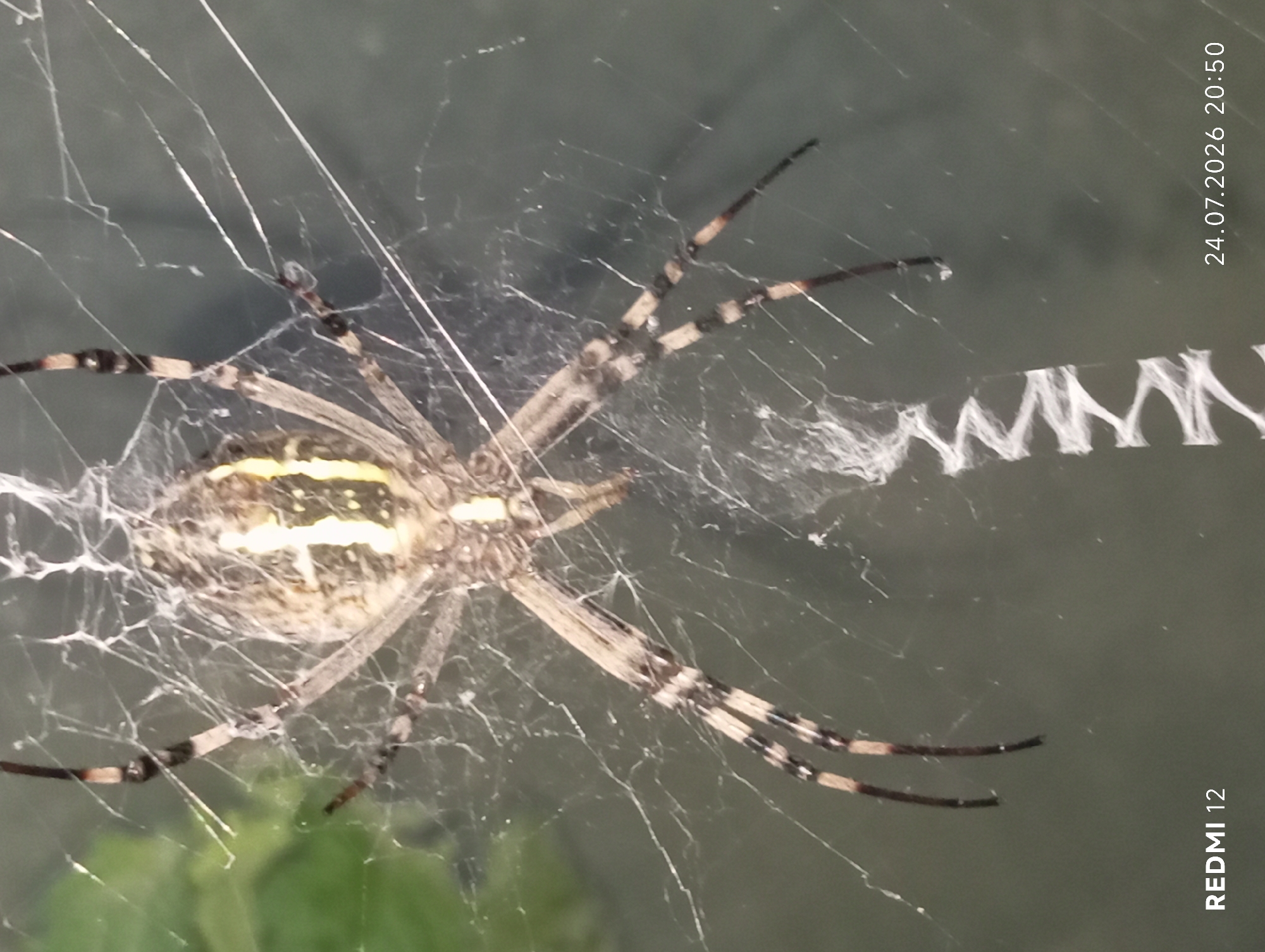 The image shows a close-up view of a large spider, likely a Wasp Spider (Argiope bruennichi), on its web. The spider's abdomen is prominently displayed, featuring distinctive yellow and black markings. Its legs are spread out, resting on the intricate silk threads of the web. The background is out of focus, appearing as a muted green and gray, possibly indicating foliage or a wall. In the lower left corner, the text "REDMI 12" is visible, and in the lower right corner, a date and time stamp reads "24.07.2026 20:50". The image provides no information about the city of Smila, Ukraine, nor does it depict any people or specific urban environmental elements.