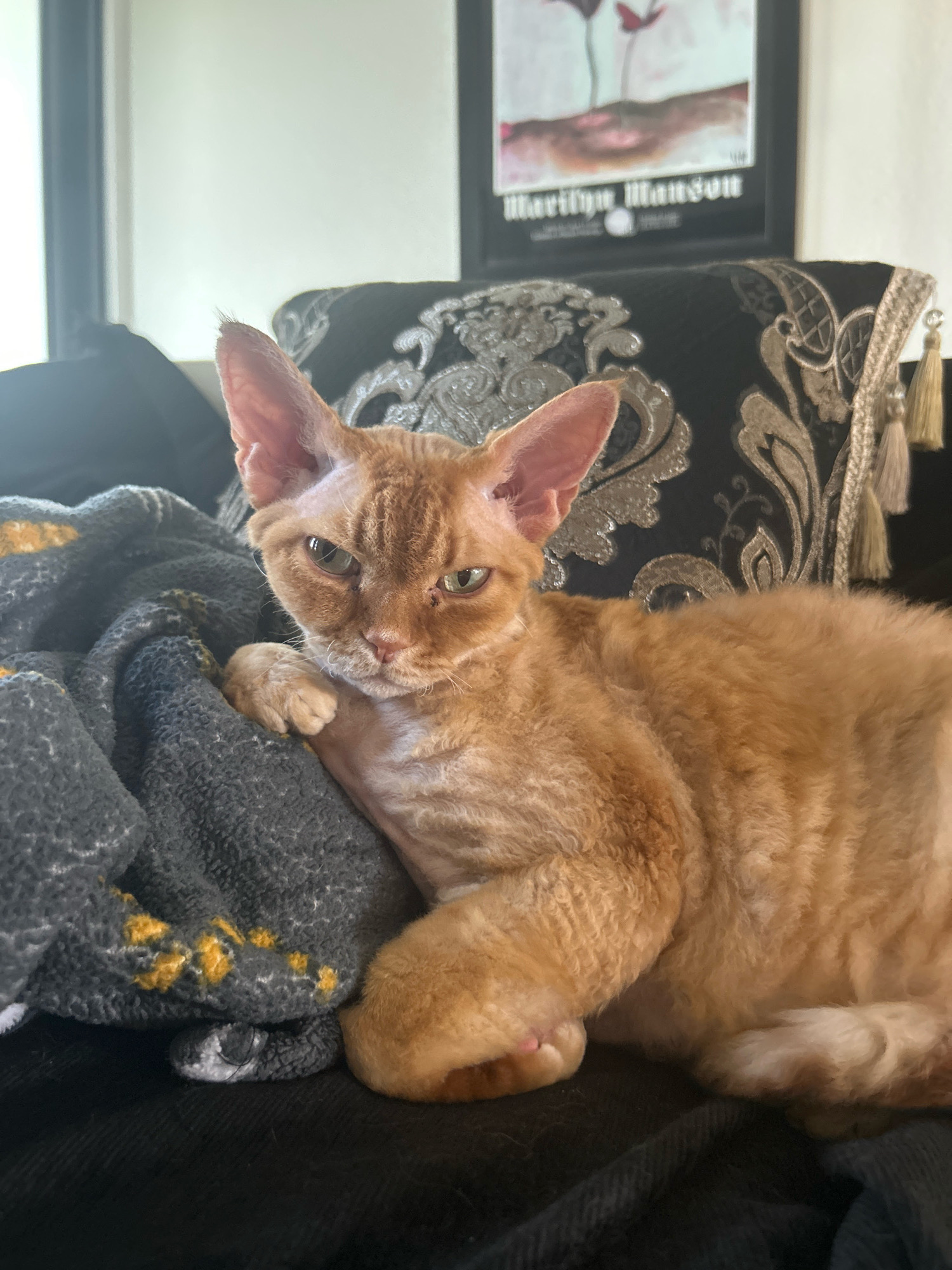 A ginger-colored Devon Rex cat with large ears is lying on a dark gray blanket with a yellow pattern. The cat is positioned on a dark surface, likely a sofa or chair. In the background, a black pillow with an ornate silver pattern is visible, and above it, a framed picture hangs on the wall, displaying a minimalist artwork featuring red floral elements and the text "Marilyn Manson." The scene appears to be indoors, in a residential setting. The cat's expression is somewhat stern or watchful. The lighting suggests it is daytime, with natural light coming from the left.