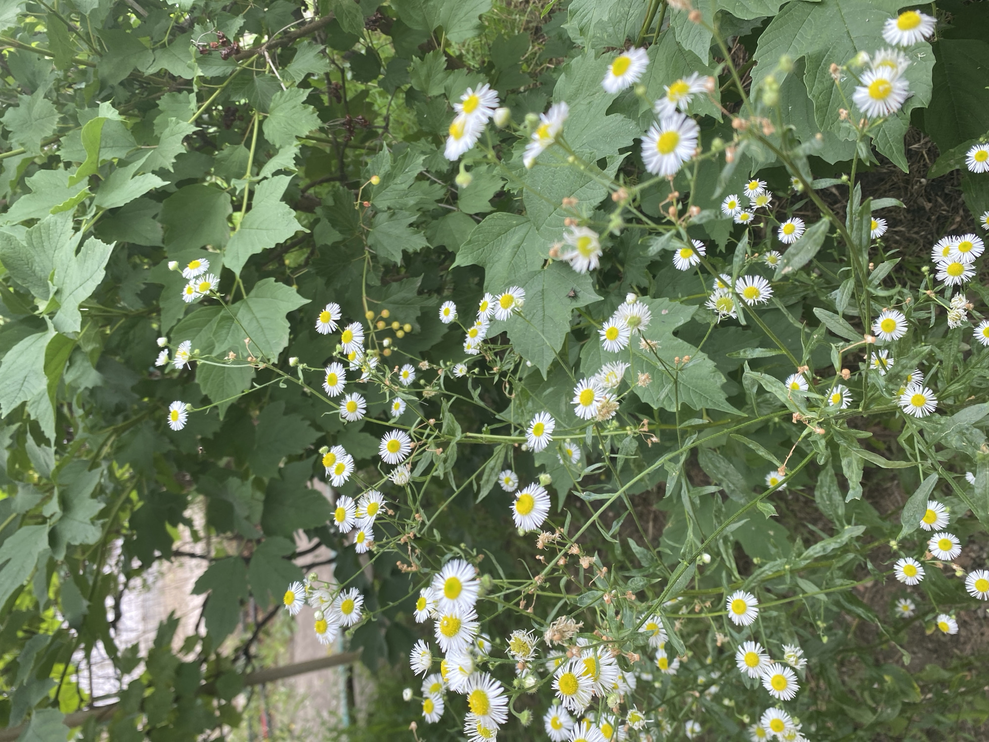 The image displays a close-up view of small, daisy-like white flowers with yellow centers, growing amidst lush green foliage. The flowers are clustered on thin green stems, some with wilted brown remnants of previous blooms. The background consists of large, broad green leaves and hints of darker, possibly berry-laden branches. The overall impression is of a natural, overgrown garden setting. No people or specific objects that would indicate a precise urban location within Kushchovskaya, Russia, are visible. The scene appears to be a natural element within a potentially residential or rural environment.