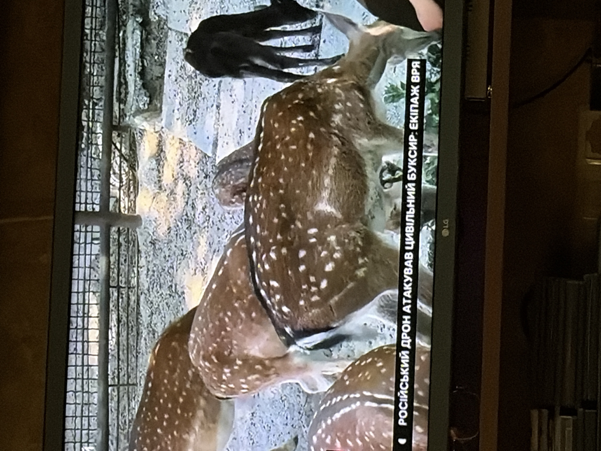 A television screen displays a news report with a wildlife scene and a news ticker at the bottom. The wildlife scene shows several deer in an outdoor enclosure with a fence in the background. One deer in the foreground is facing right, with its head down. Another deer is to its left, also facing right. Two dark-colored deer are in the background, facing away from the camera. The news ticker at the bottom of the screen displays text in what appears to be Cyrillic script. The text reads "РОСІЙСЬКИЙ ДРОН АТАКУВАВ ЦИВІЛЬНИЙ БУКСИР: ЕКІПАЖ ВРЯ." Below the news ticker, the LG logo is visible. The scene is viewed from a slightly elevated, oblique angle.