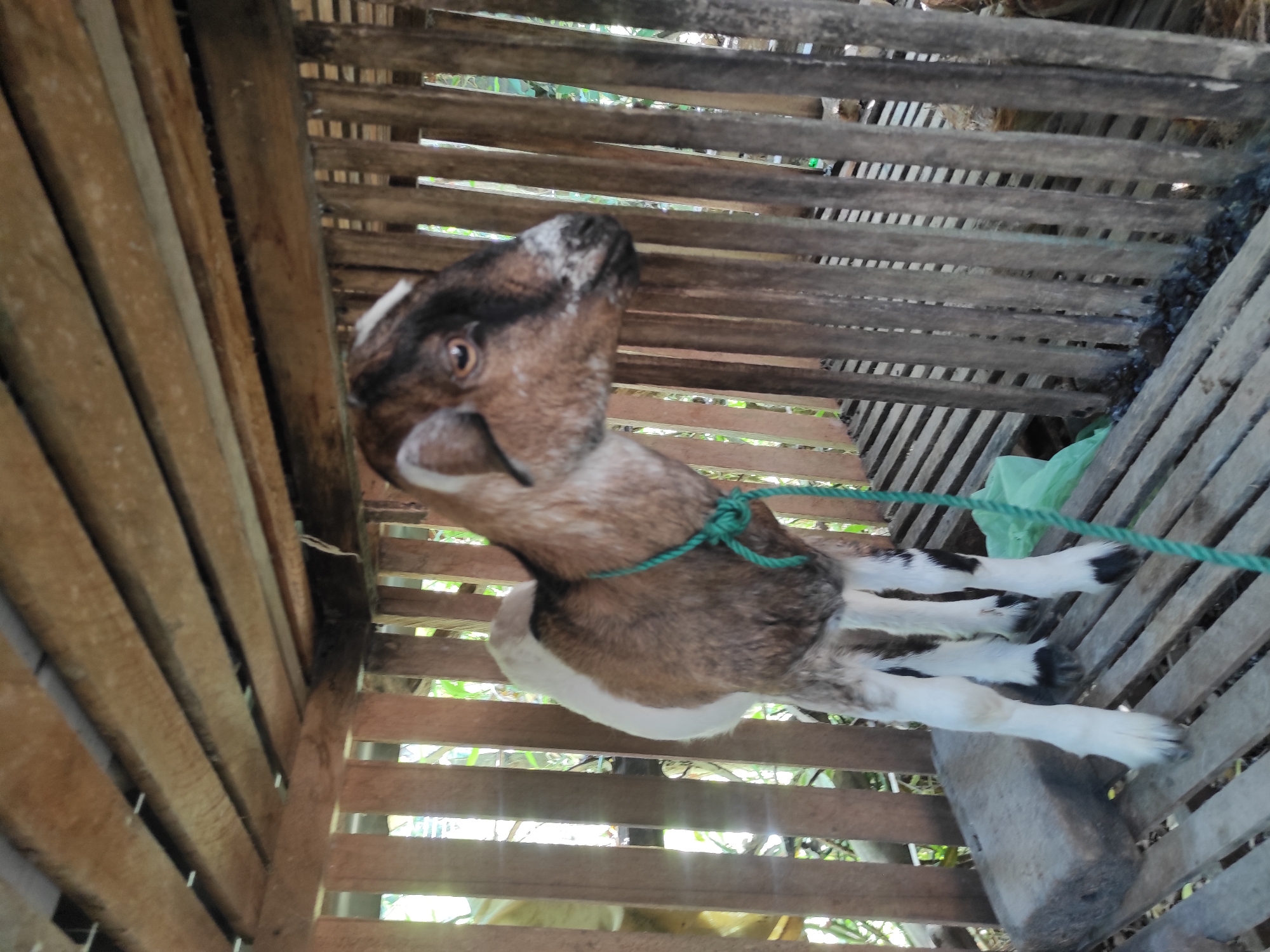 A goat stands in a wooden enclosure. The goat is brown, white, and black, with a rope around its neck. The enclosure is made of wooden planks and appears to be outdoors, possibly in a rural area. The location is Lhokseumawe, Indonesia.