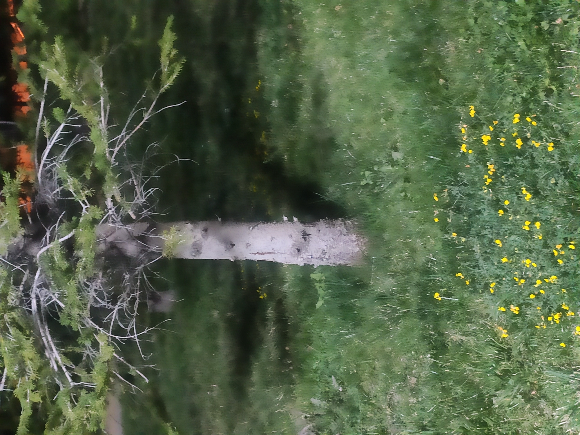 The image depicts a close-up view of a tree trunk and its branches, set against a backdrop of green grass with scattered yellow wildflowers. The tree trunk is light gray with a rough, textured bark. The branches are thin and bare in some areas, with green needles on others, extending outward from the trunk. The grass is lush and appears to be mowed, with some areas showing longer blades. The yellow flowers are small and numerous, dotting the grassy area. The overall lighting suggests it may be dusk or a dimly lit environment, with shadows cast by the tree and its branches. The background is out of focus, showing a dark, indistinct area that could be more foliage or a structure. There are no people or animals visible in the image, and no actions are taking place. The scene appears to be in a natural or park-like setting. The provided location of Etimesgut, Turkey, would indicate this is an outdoor scene within a park or green space in that region.