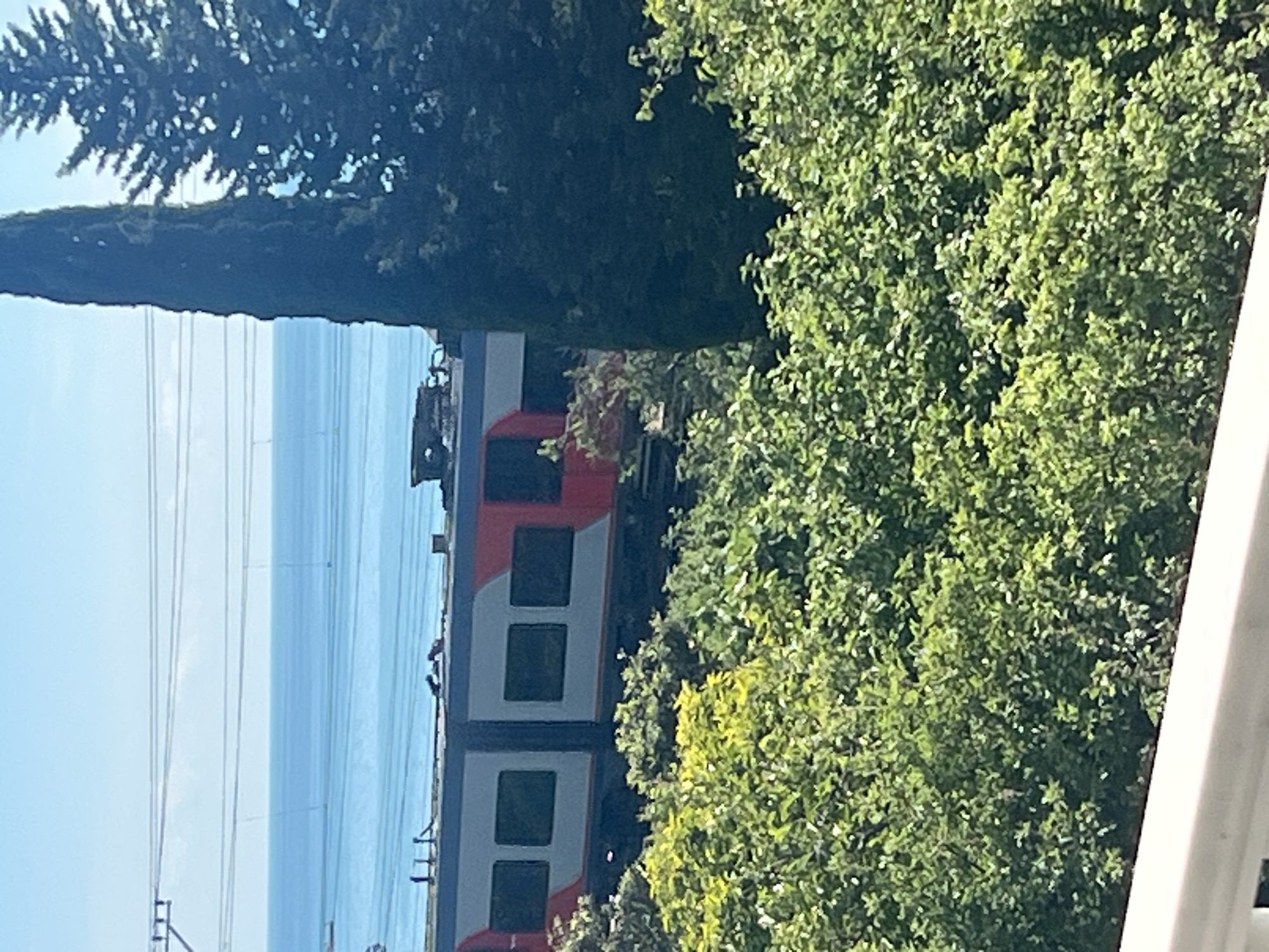 The image captures a scenic view of a train moving along a track. The train cars are white and red, with dark windows. The train is partially obscured by lush green foliage in the foreground. Behind the foliage, a train track runs parallel to the coastline. The sea is visible in the background, with a clear blue sky overhead. Several power lines are also visible stretching across the sky. To the right of the train, two tall, dark green trees stand out against the sky, one of them being a cypress tree. The scene appears to be set in a coastal area, possibly a city, given the presence of the train and power lines. The overall impression is one of a bright, sunny day in a picturesque location.