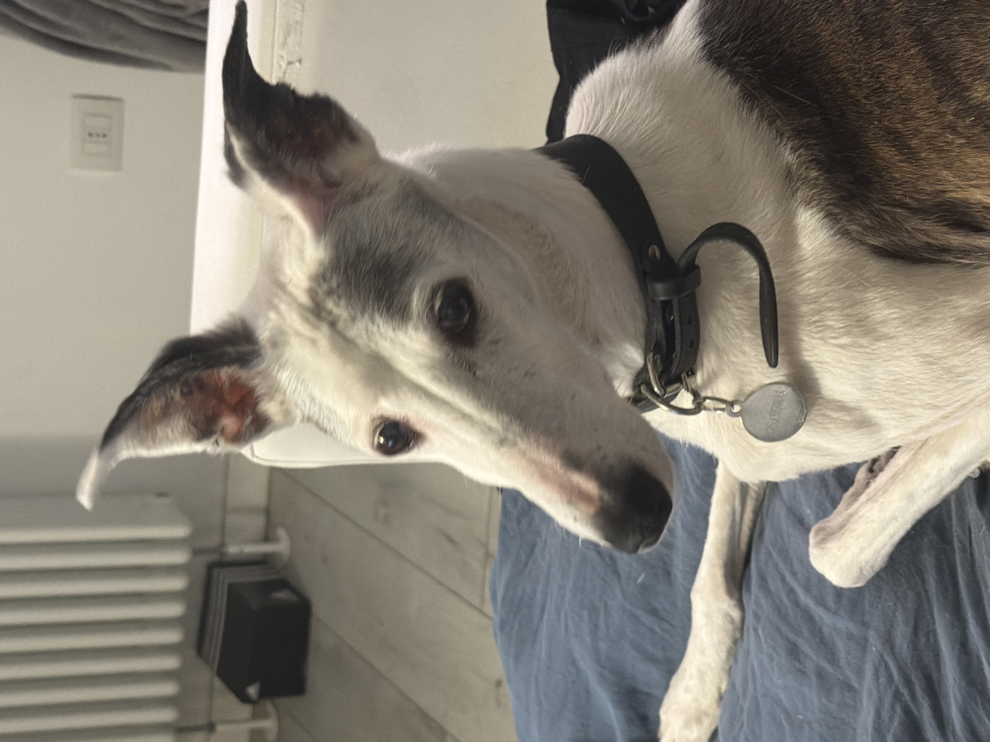 A close-up, slightly tilted, indoor shot features a greyhound dog. The dog has white fur with brown patches and a black collar with a silver tag. The dog's ears are upright and black towards the tips. The background is blurry, but a white wall, a radiator, and a wooden floor are discernible. There is a bed or sofa with blue fabric beneath the dog. There is no evidence suggesting the image was taken in Milan, Italy.