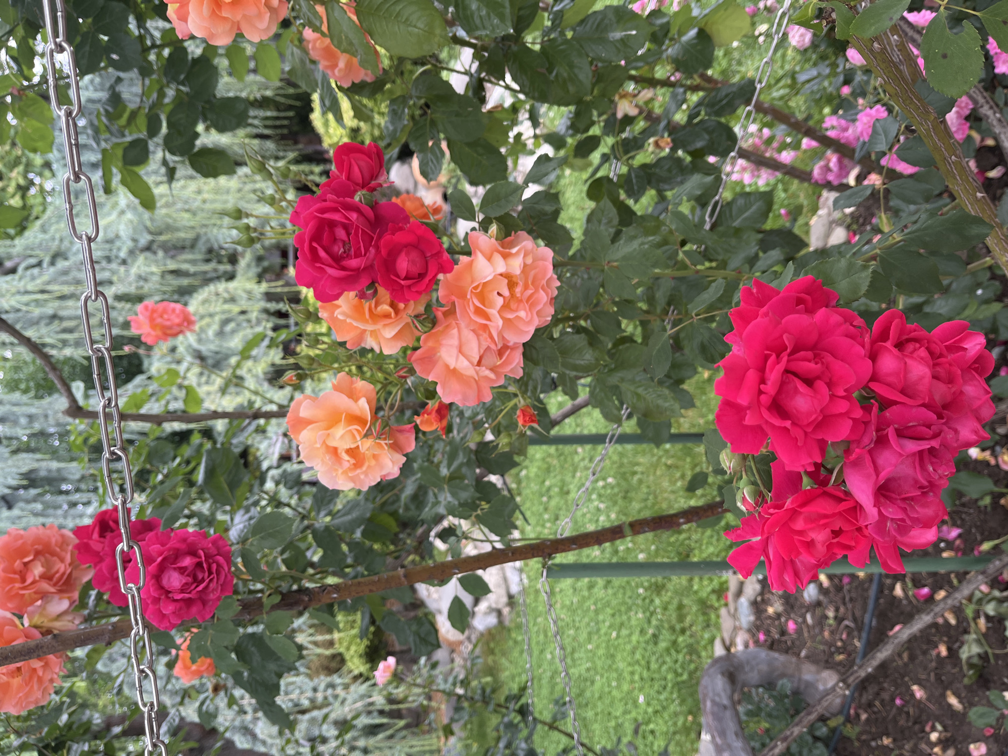 The image shows a close-up view of several rose bushes with vibrant blooms in shades of pink and orange. The roses are in various stages of bloom, from tightly furled buds to fully opened flowers. The foliage is lush and green, with some leaves showing signs of wetness, suggesting it may have recently rained or been watered. In the background, a chainlink fence with a silver finish stretches across the frame, partially obscuring a patch of green grass and some indistinct vegetation. There are no people or animals visible in the image. The scene appears to be a garden setting, possibly a park or a private backyard, located in the city of Skobelevo, Bulgaria.
