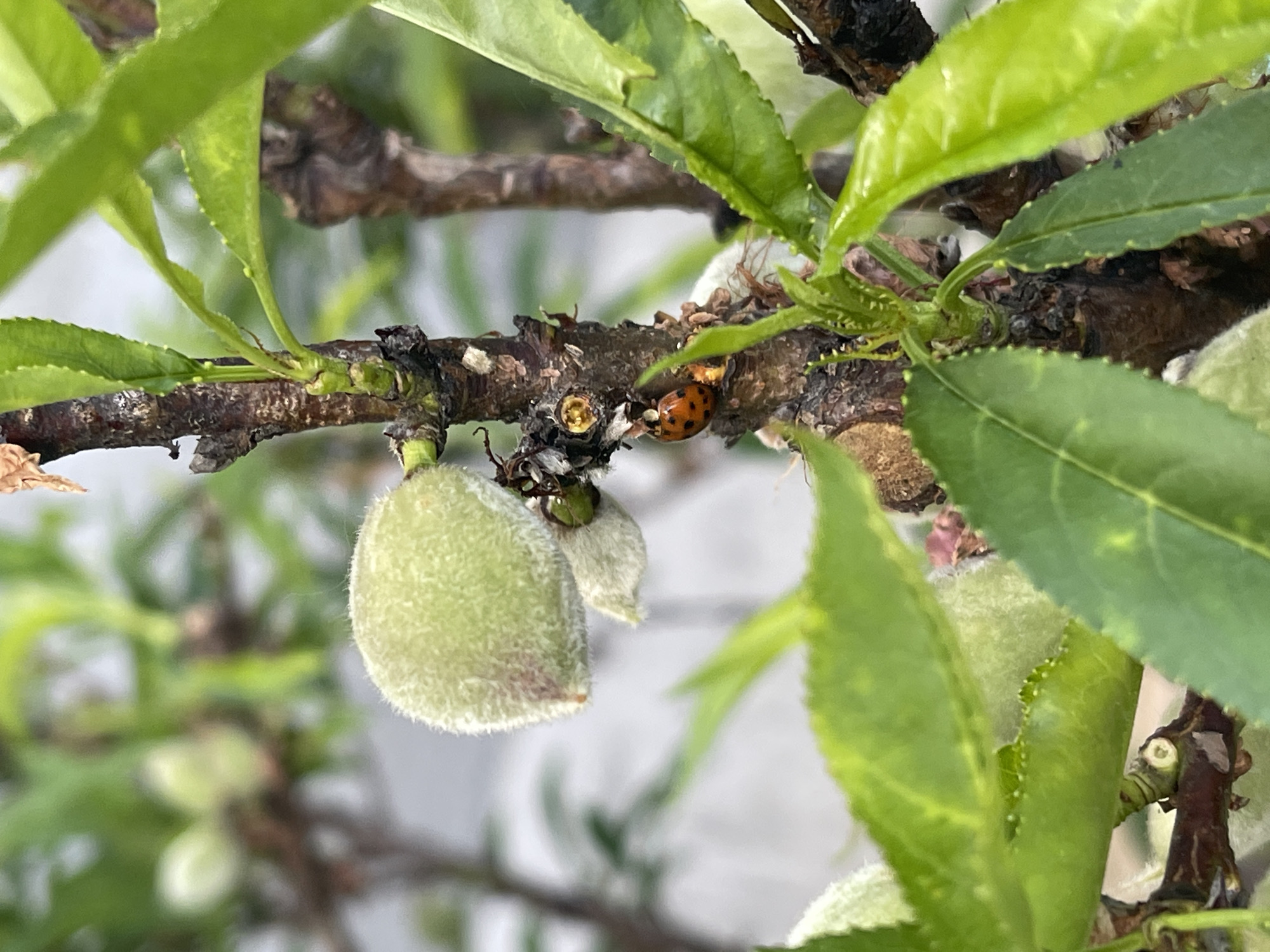 A close-up photograph shows a branch of a tree with green leaves and several small, unripe fruits. The fruits are light green and fuzzy. A ladybug is visible on the branch, near what appears to be a mass of white and black insects, possibly aphids. The branch is brown and textured. The background is blurred and appears to be a white wall or surface. There is no explicit evidence in the photograph to confirm its location in Sofia, Bulgaria.