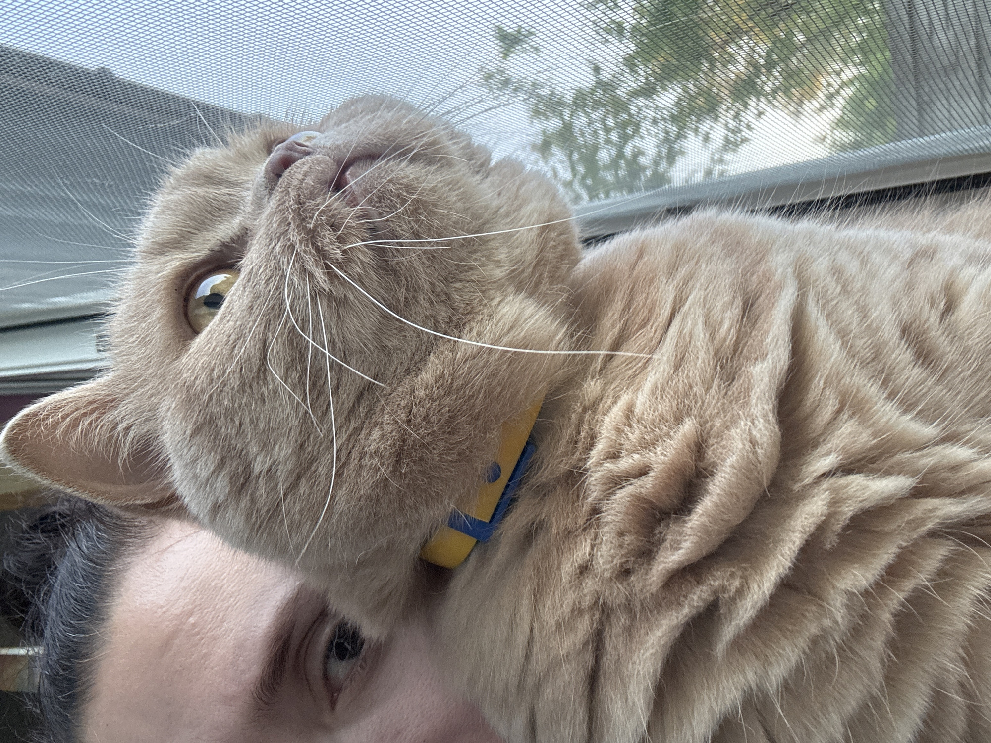 A close-up shot shows a fluffy ginger cat with a yellow and blue collar looking out a window covered by a screen. The cat's face and chest are in focus, with its fur appearing soft and layered. A person's eye and forehead are partially visible in the upper left corner of the frame. The background reveals a blurry view of green foliage and trees outside, suggesting an outdoor environment. The lighting is natural, with sunlight filtering through the screen and illuminating the cat's fur.