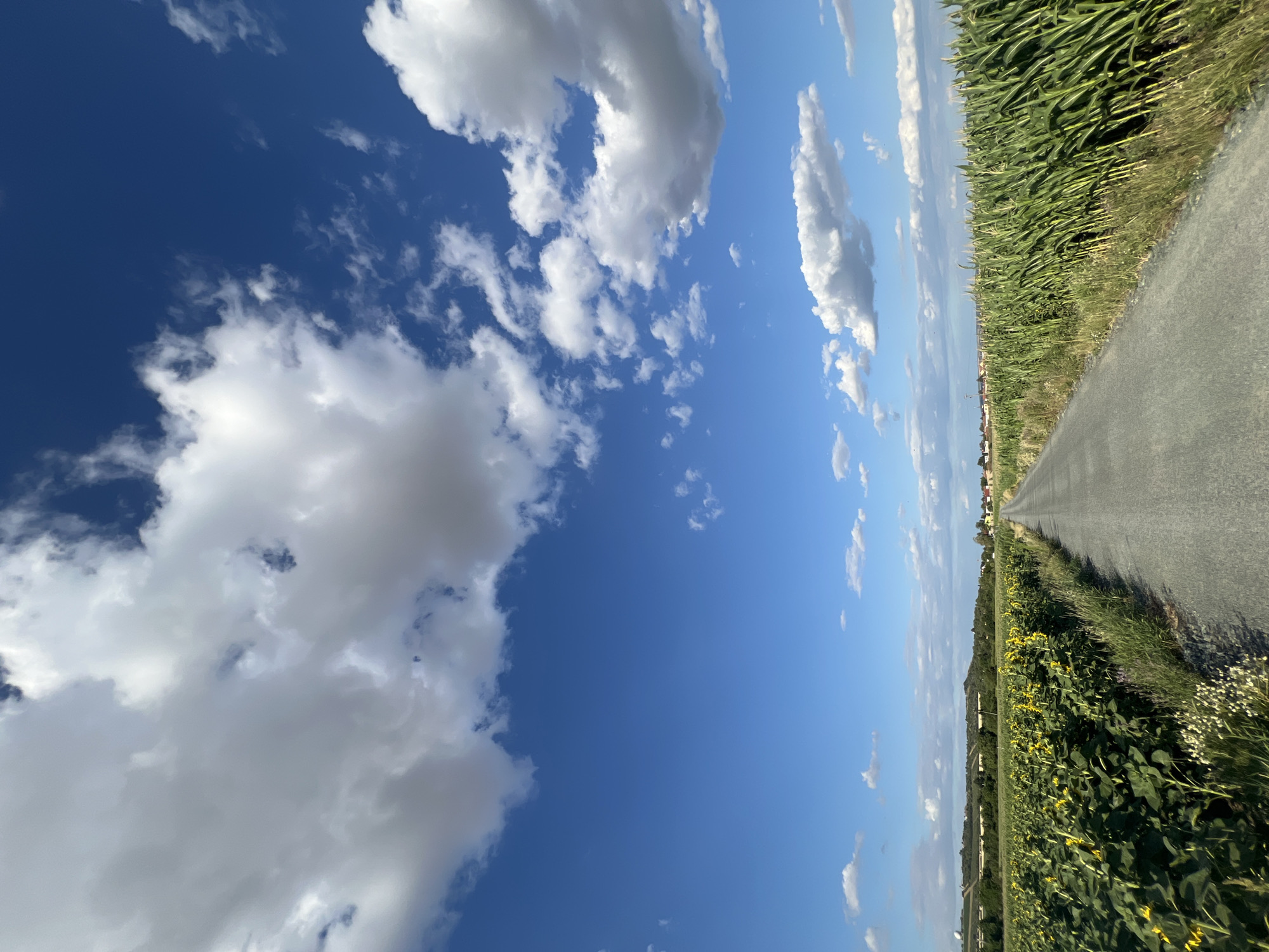 The image depicts a rural road cutting through a landscape of agricultural fields under a bright blue sky with scattered clouds. On the left side of the road, a field of sunflowers stretches towards the horizon, their yellow blooms facing upwards. On the right side, a tall cornfield stands, its green stalks forming a dense wall. The road itself appears to be unpaved and gray, leading into the distance where a small cluster of buildings is visible. The overall impression is one of a sunny day in the Czech countryside, likely near Újezd u Brna, given the characteristic landscape of fields and small villages. There are no people or animals visible in the image. The environment is natural and agricultural, with clear blue skies indicating good weather.