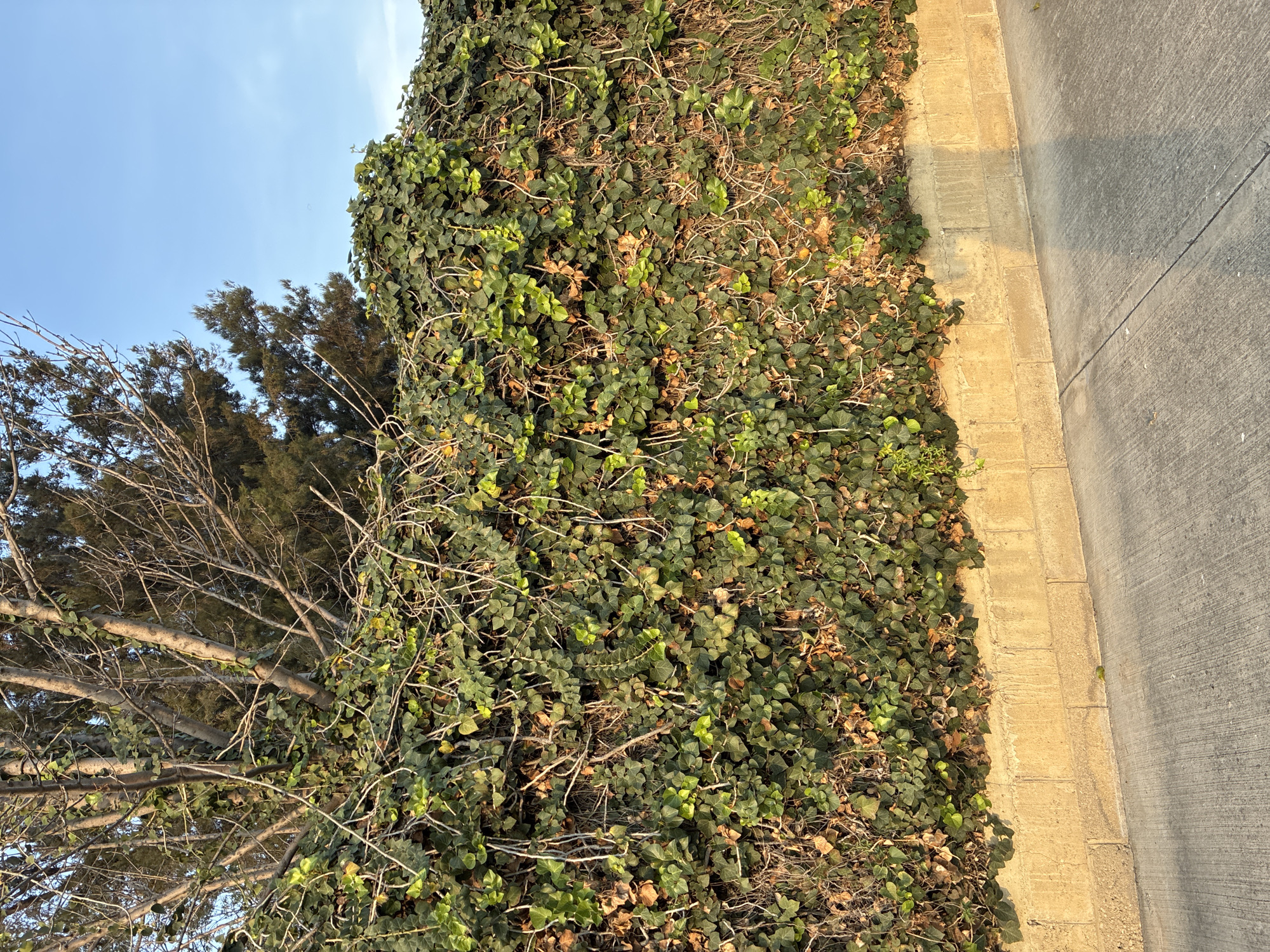 The image shows a hedge of dense green ivy covering a wall or fence along a sidewalk in Tehuacán, Mexico. The ivy is interspersed with dry, brown leaves and bare branches. A tree with leafless and evergreen branches is visible to the left of the hedge against a clear blue sky. The sidewalk is made of concrete with a lighter-colored brick edge. The photo appears to have been taken during the daytime. There are no people visible in the image.