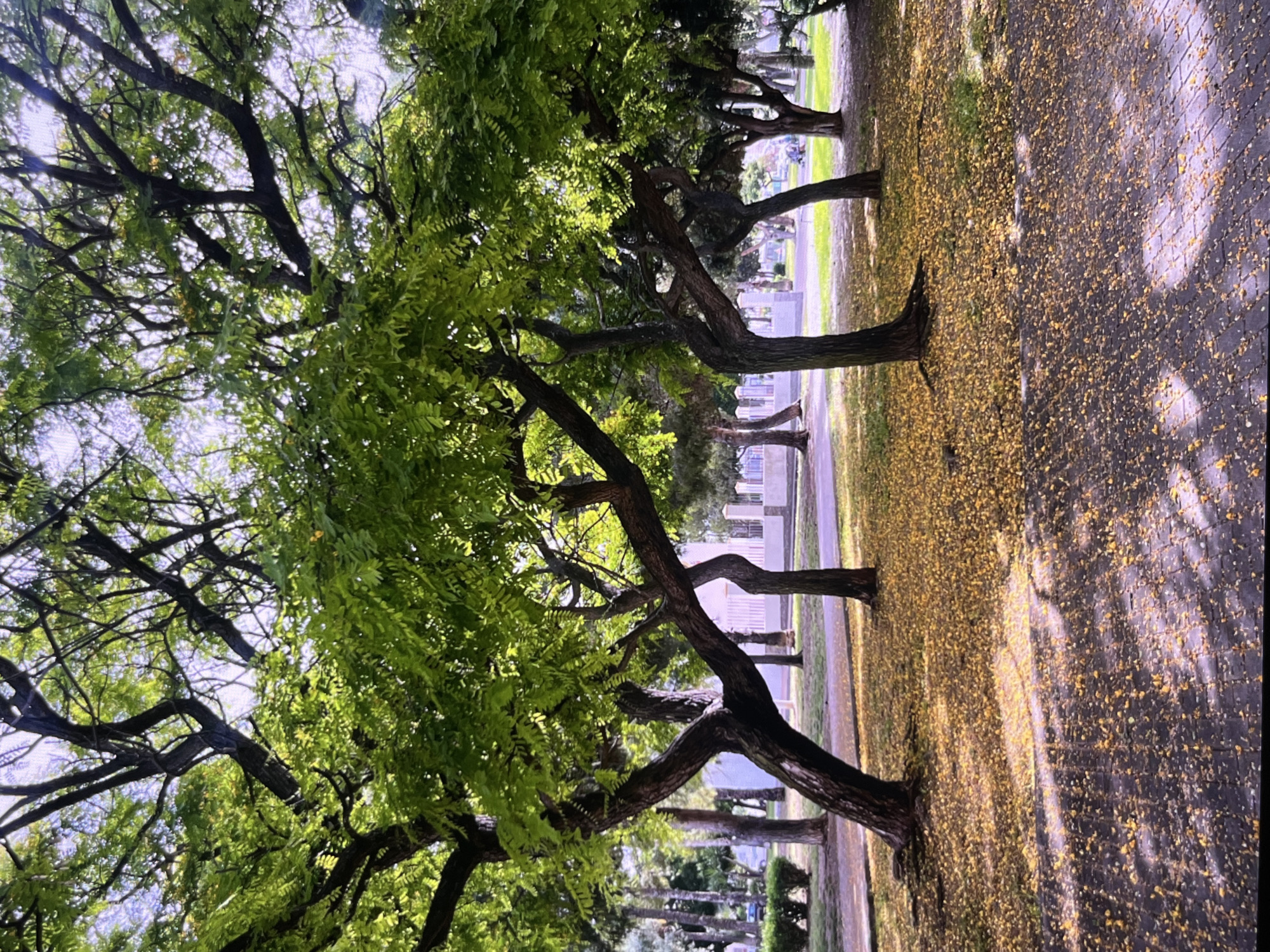 The image shows a park scene in Torrevieja, Spain, characterized by several trees with lush green foliage. The ground beneath and around the trees is covered with fallen yellow petals, creating a textured carpet. Sunlight filters through the leaves, casting dappled shadows on the paved walkway in the foreground and the grassy areas. In the background, there is a white fence, some buildings, and more trees. A road or pathway is visible beyond the immediate park area. The overall impression is one of a serene, sunlit outdoor space.